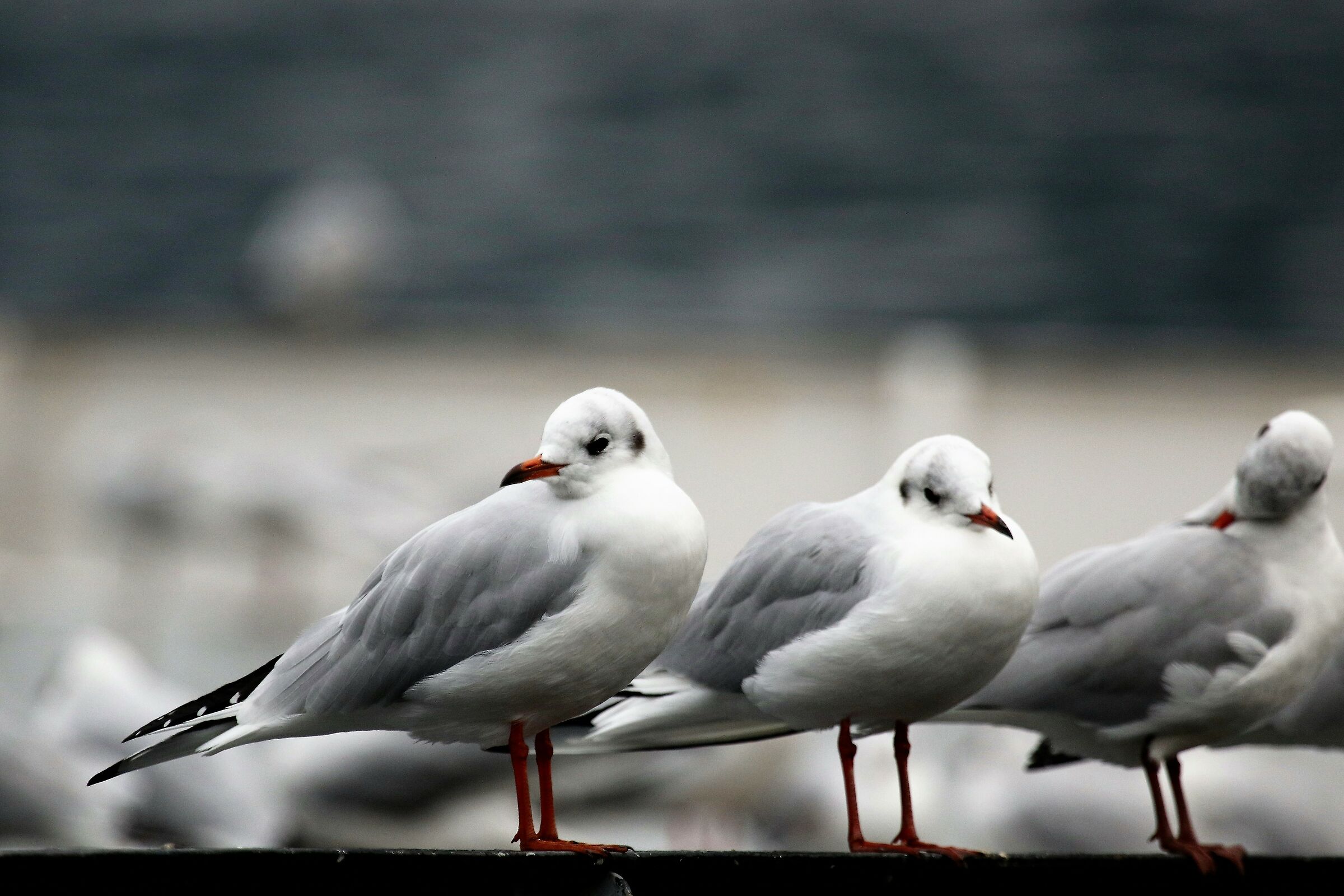 seagulls on the pier como