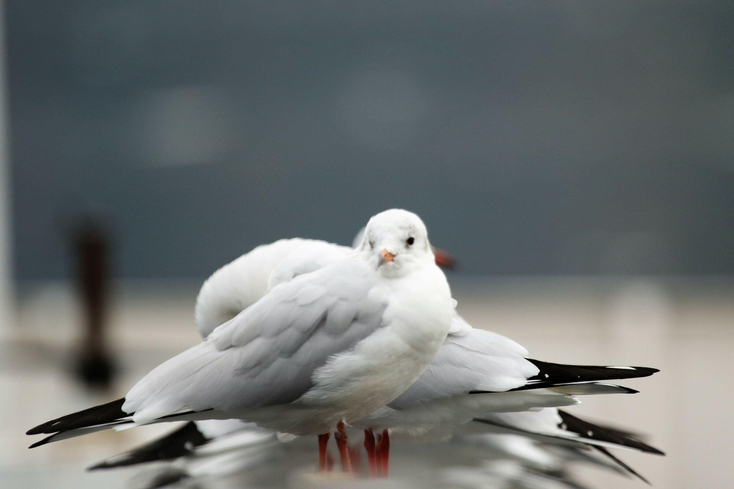 seagulls lake como