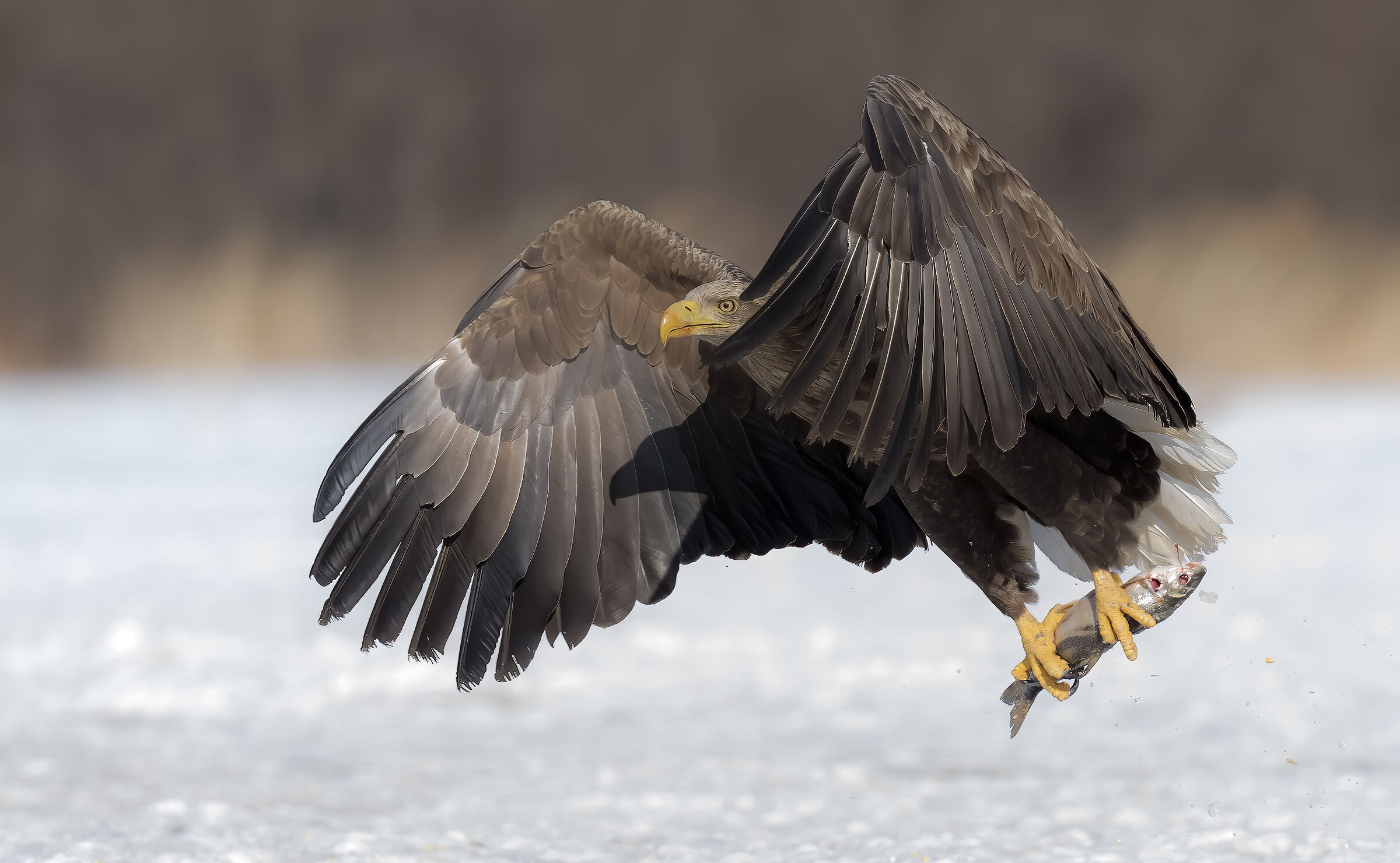 Eagle grabbing