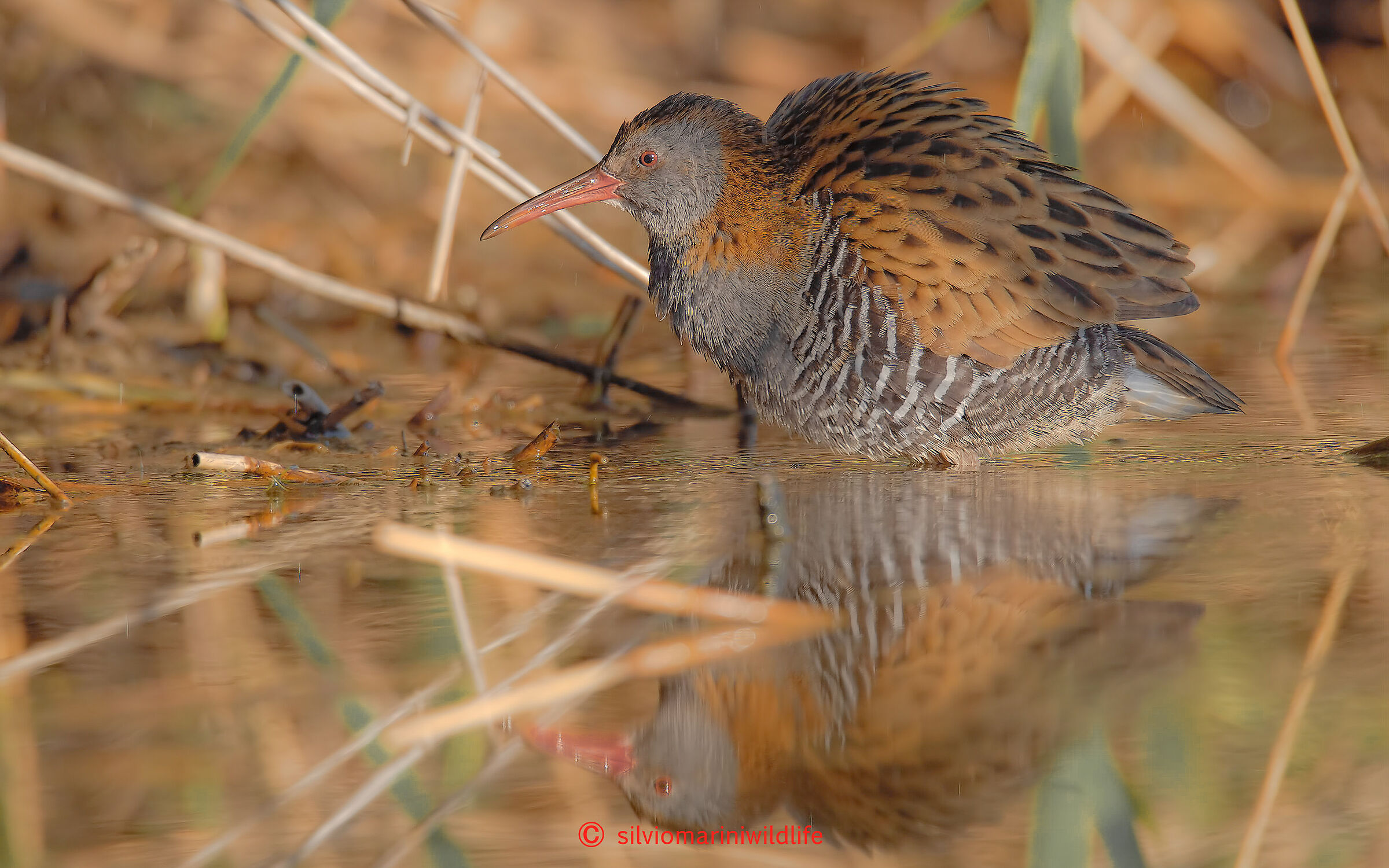 Porciglione (Rallus aquaticus)
