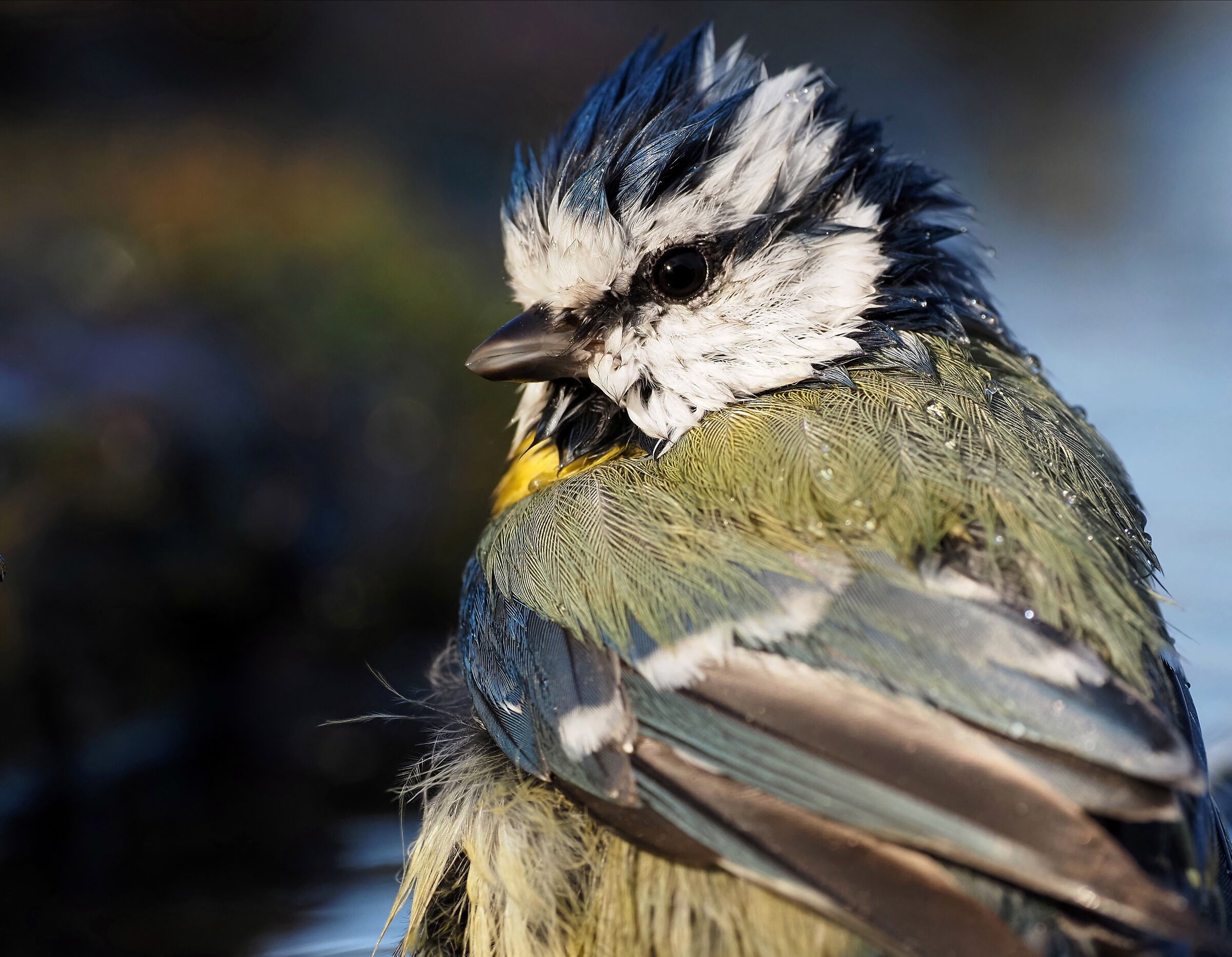 Cinciarella al bagno