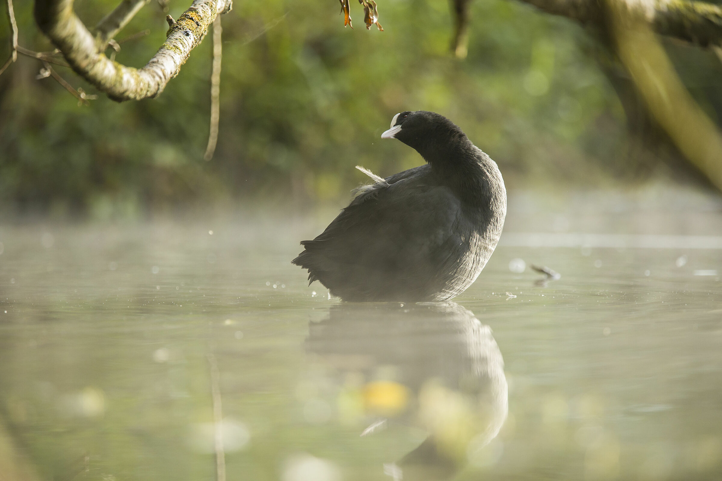 dreamy coot 1