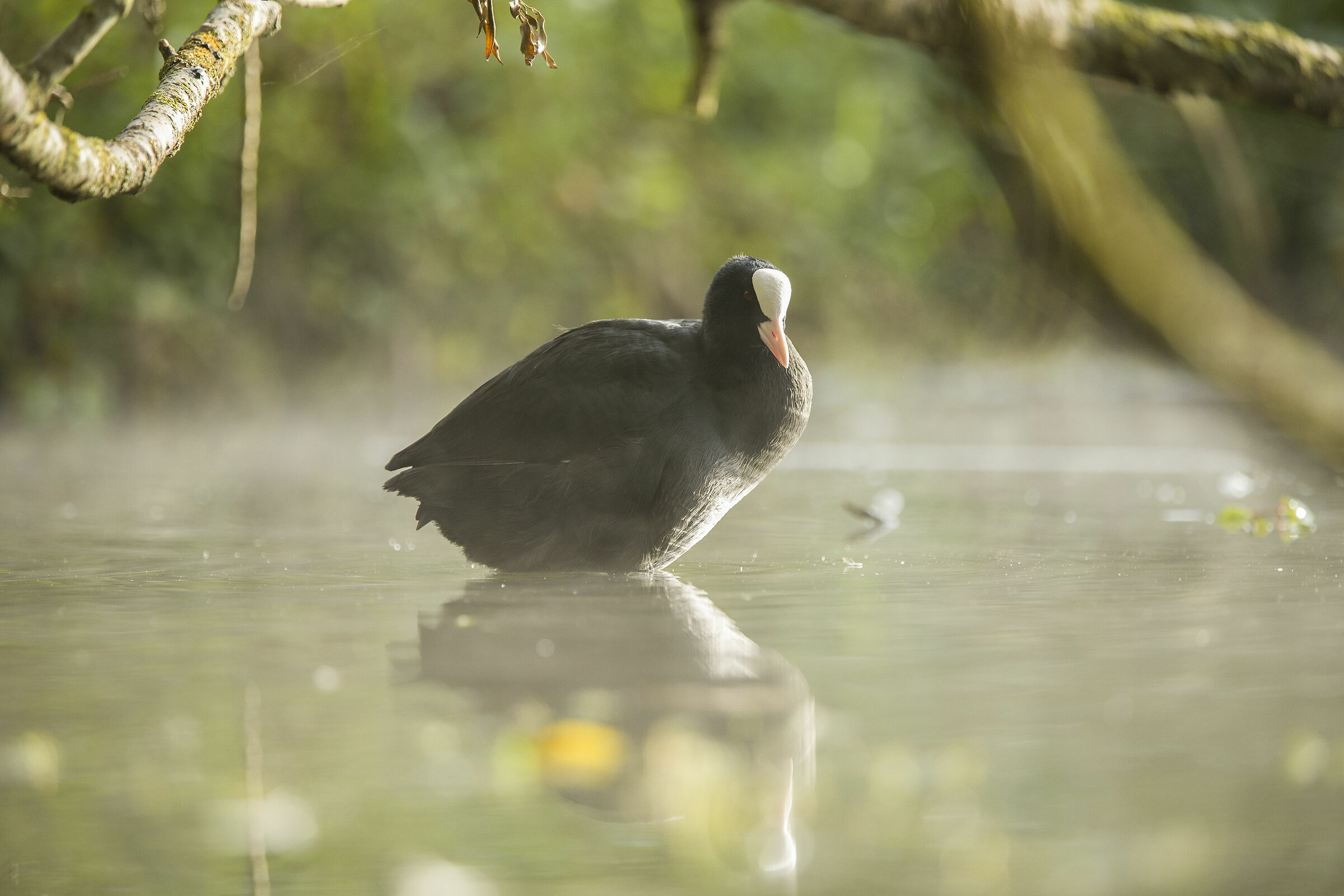 dreamy coot 2