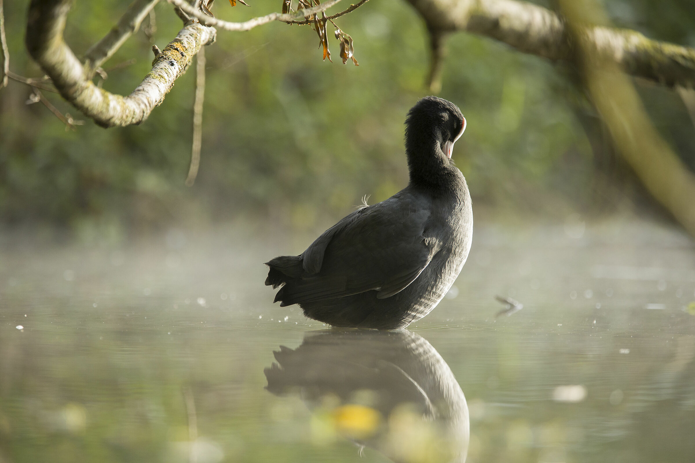 dreamy coot 3