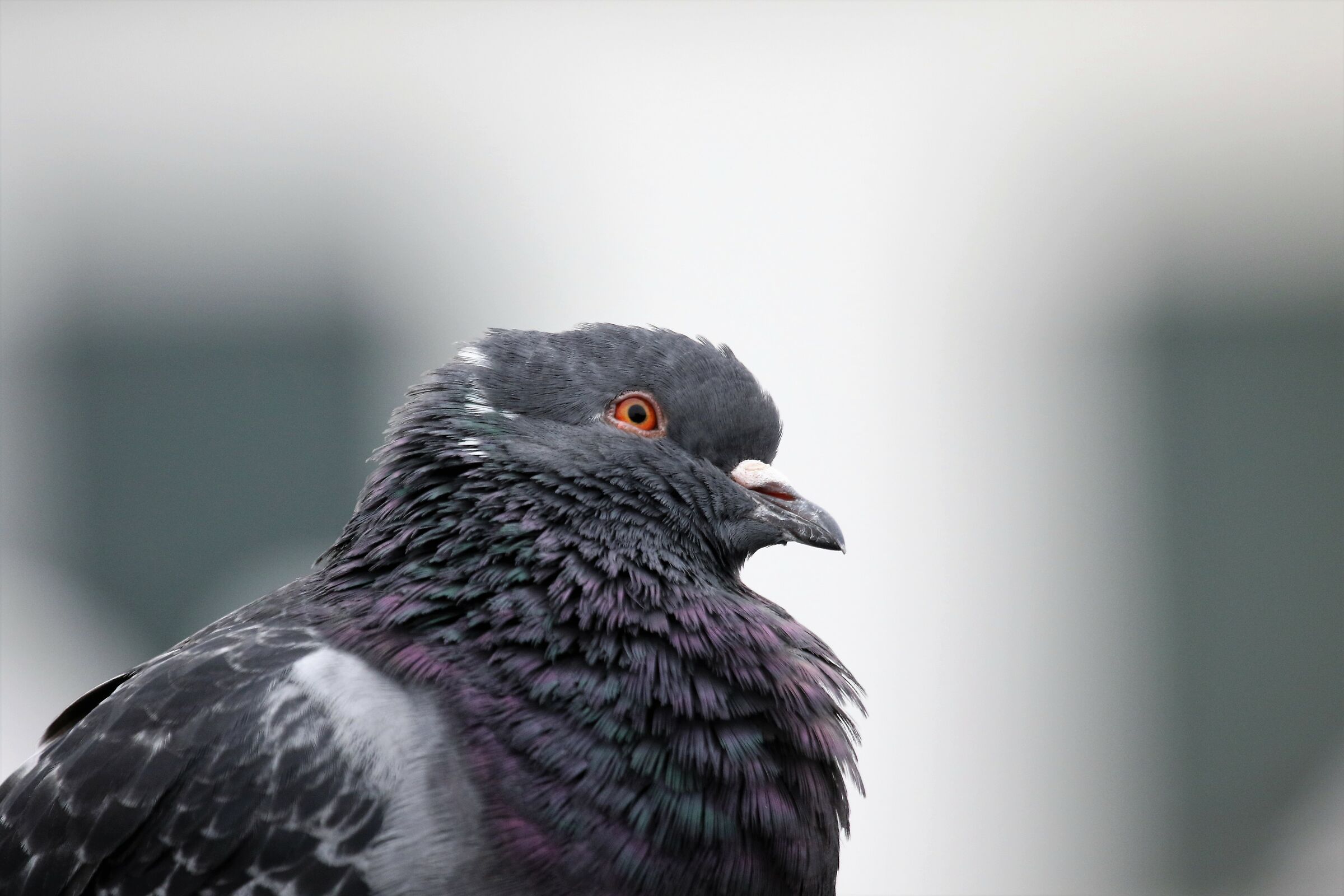 city pigeon