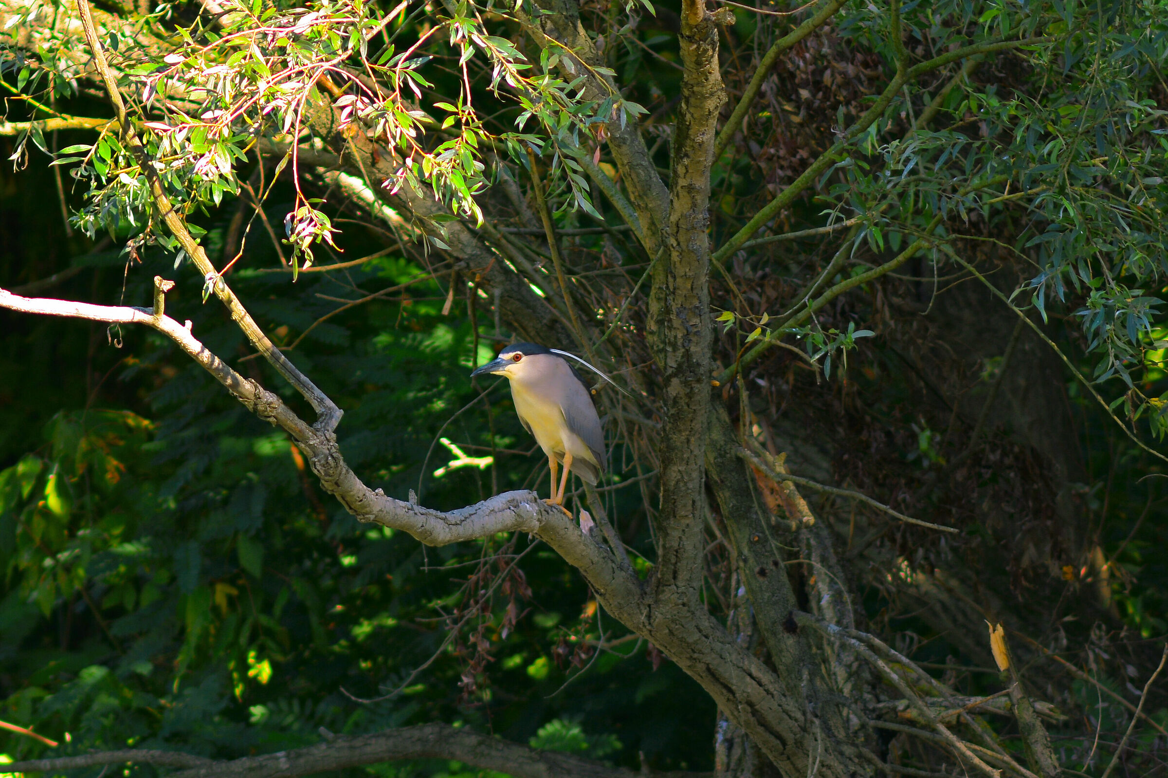 Nitticora Municipality