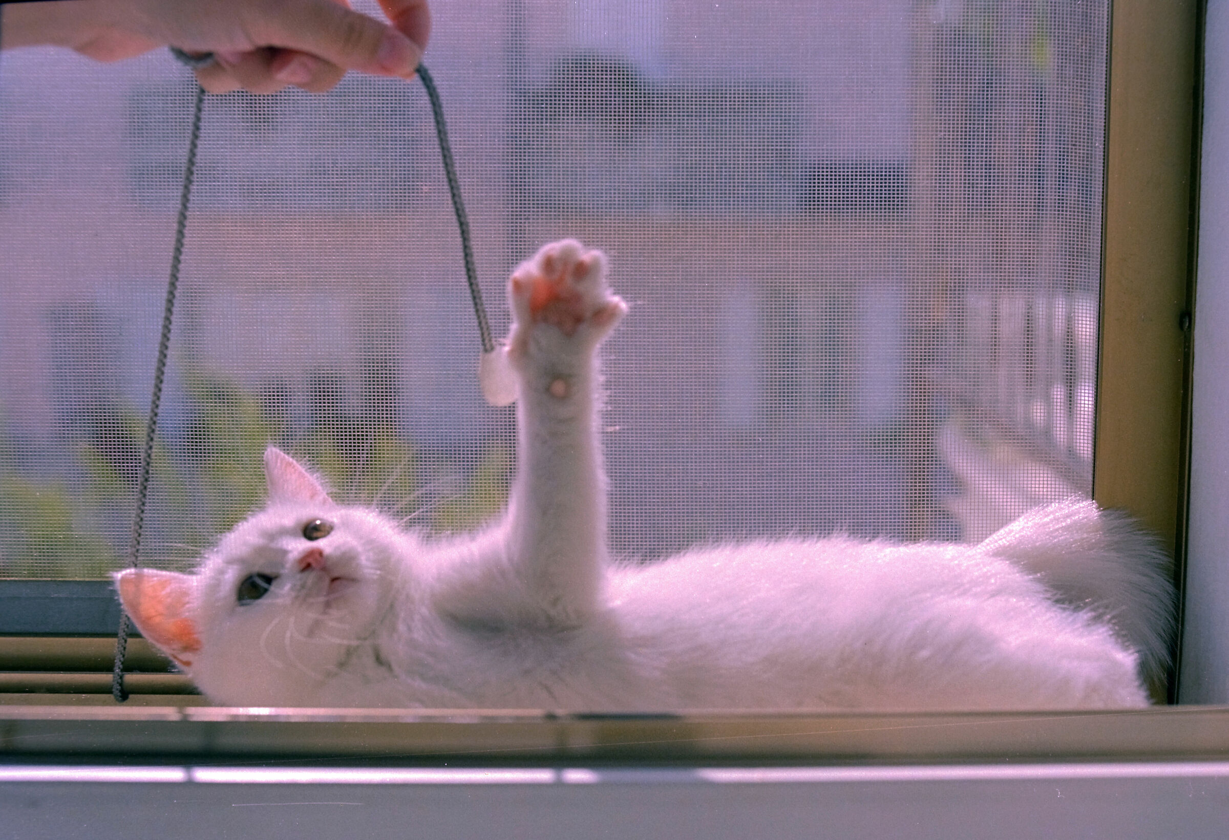 Non disturbare il gatto Ciunga