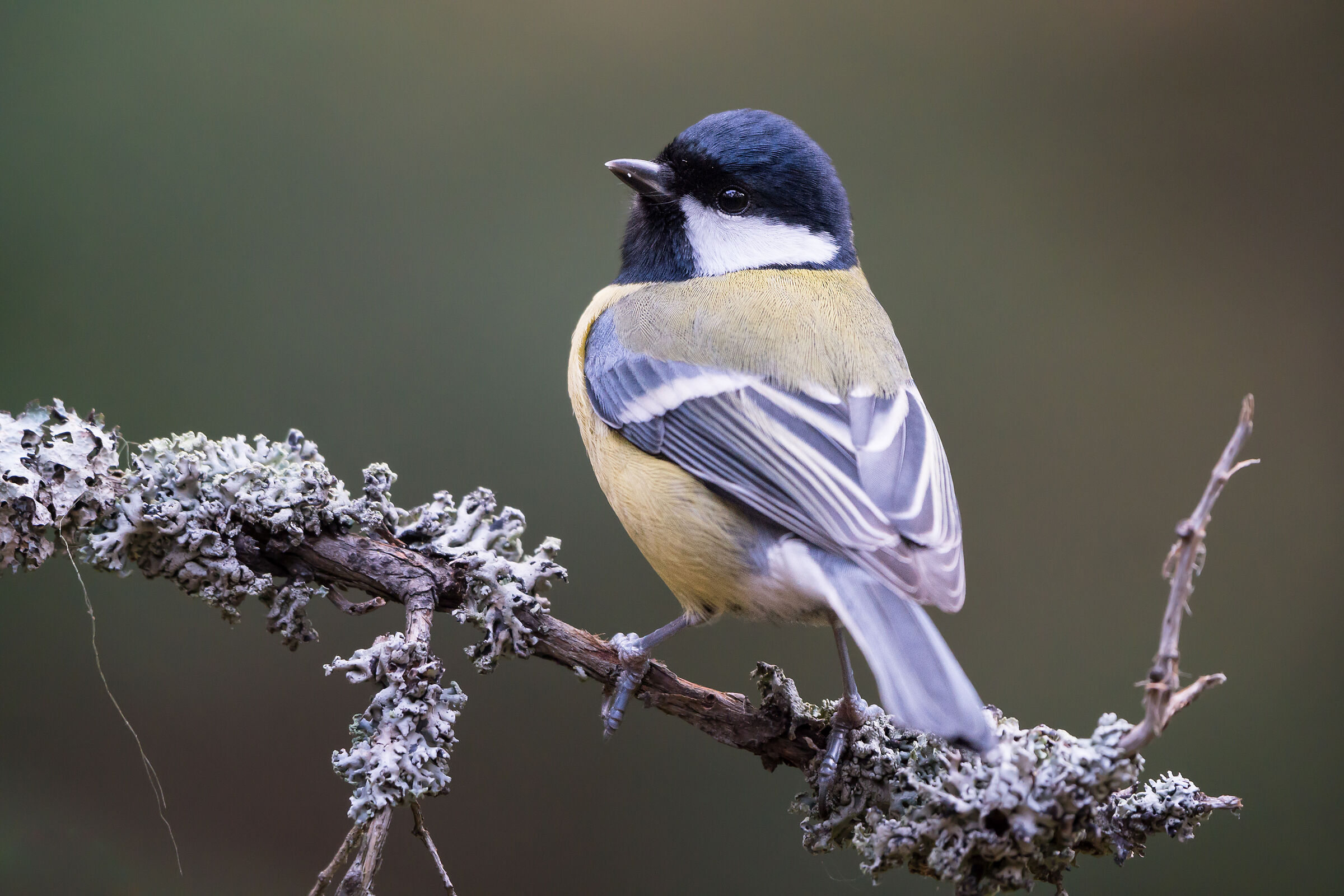 Grande tetta (Parus maggiore)