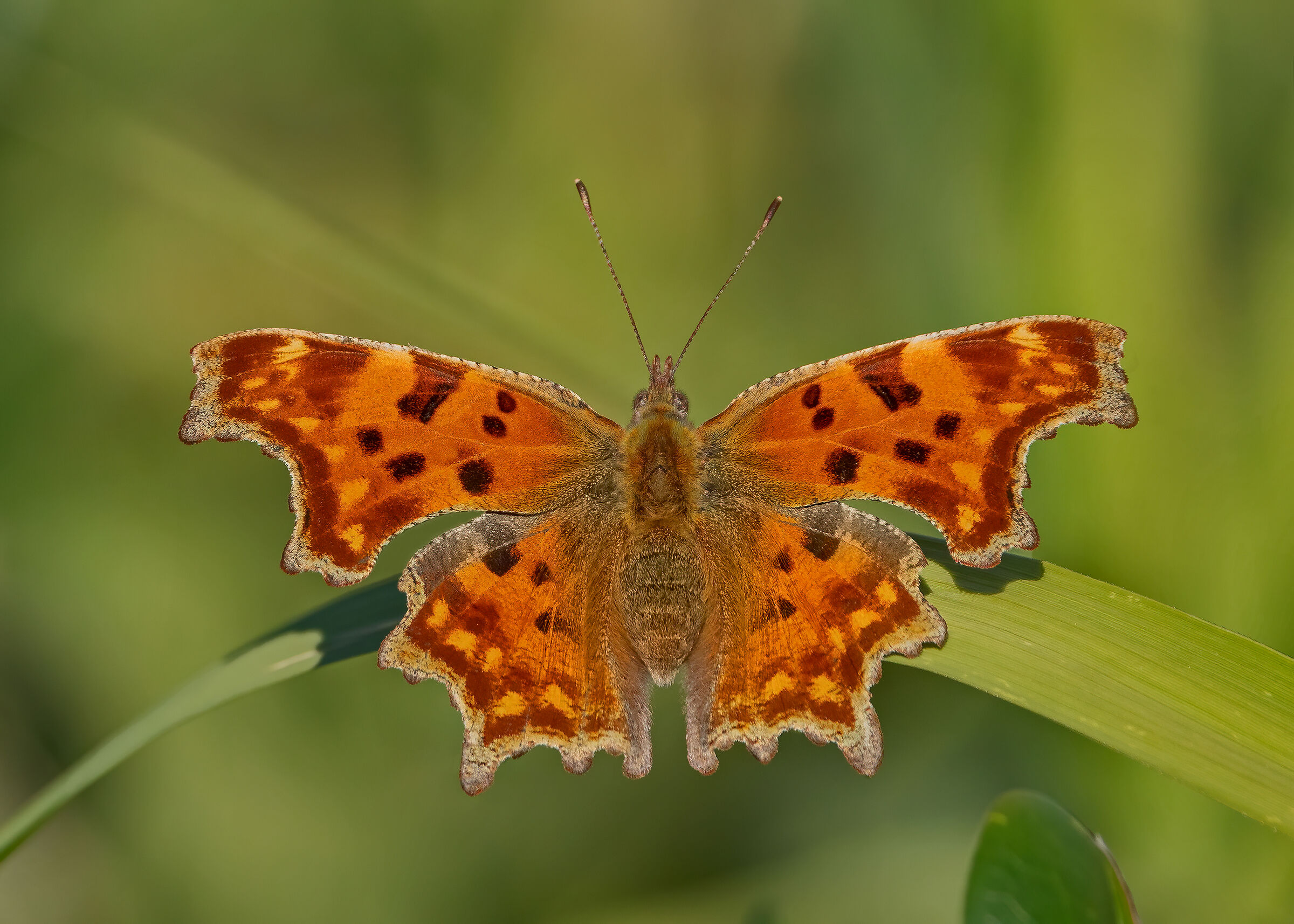 Butterfly Questio Mark