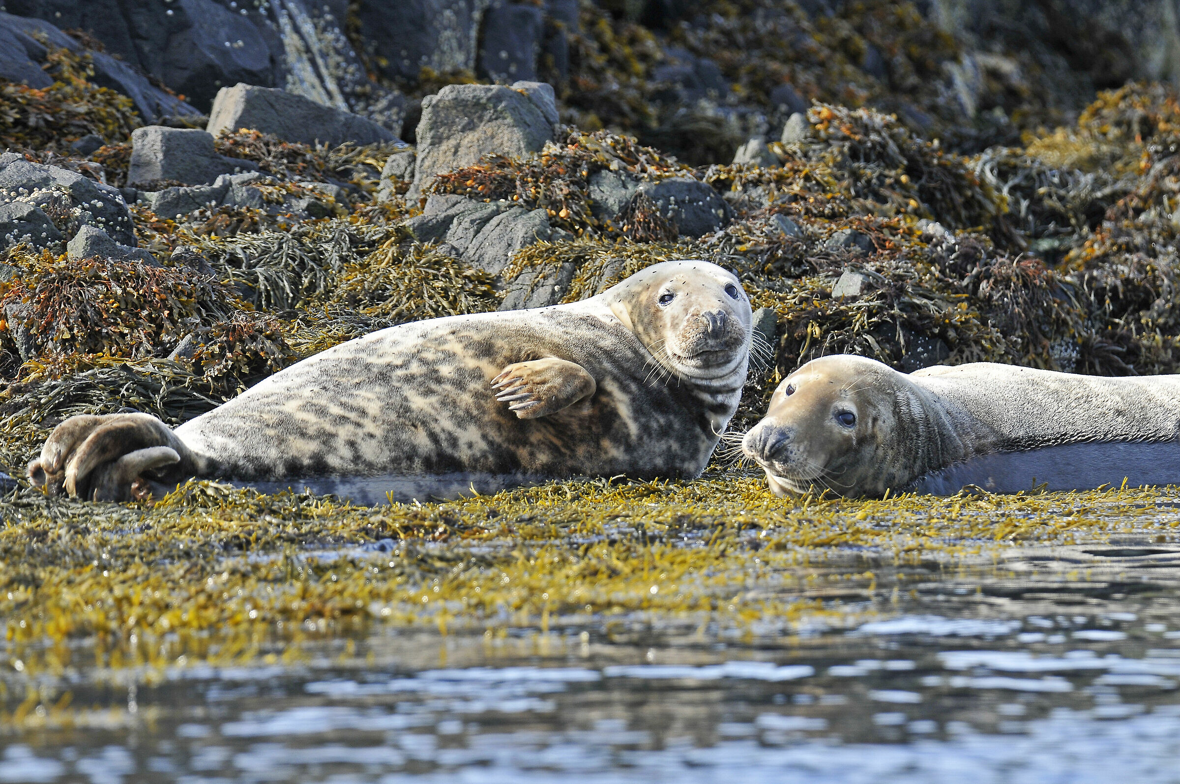 Grey seals