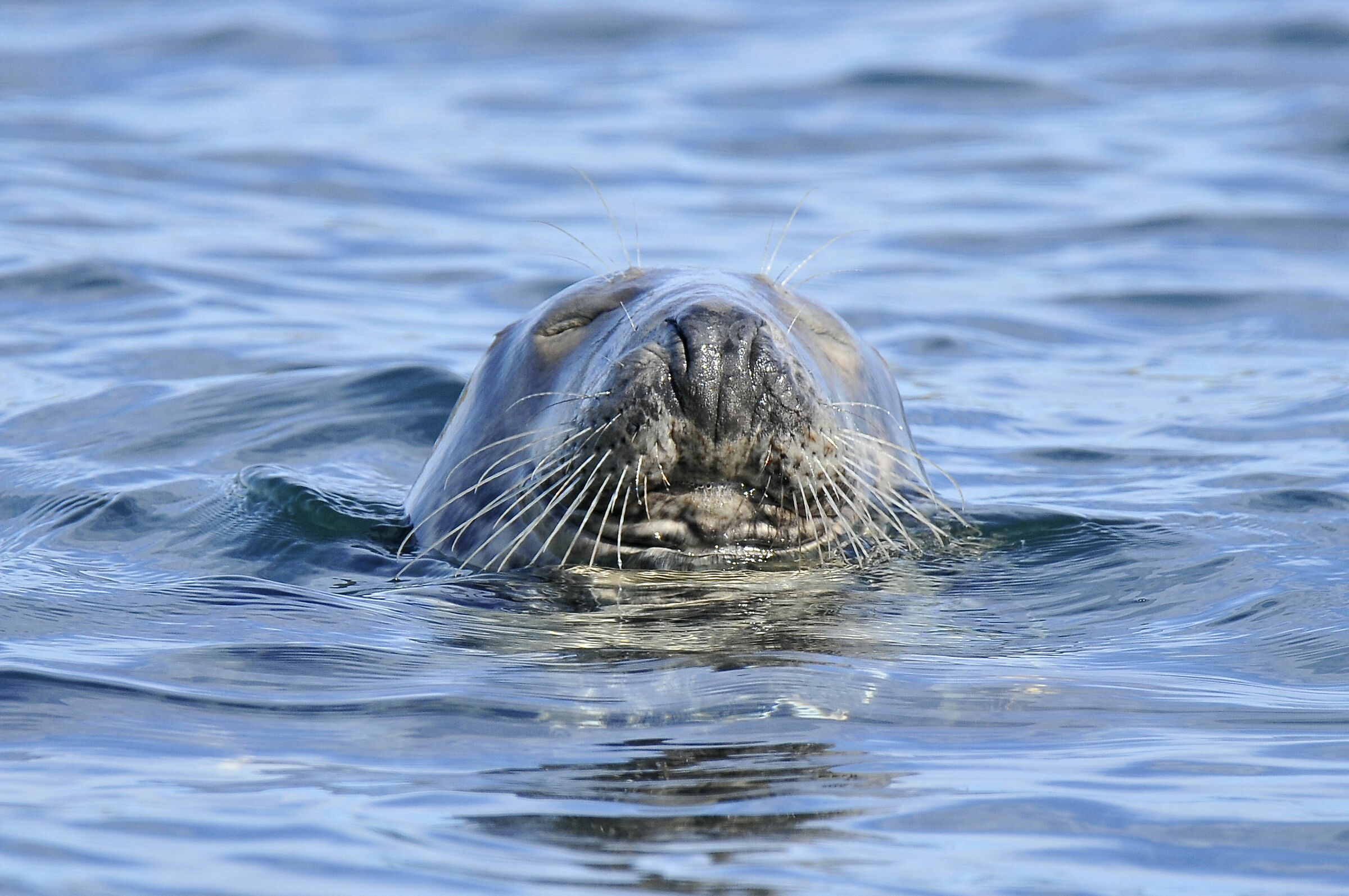 Grey Seal