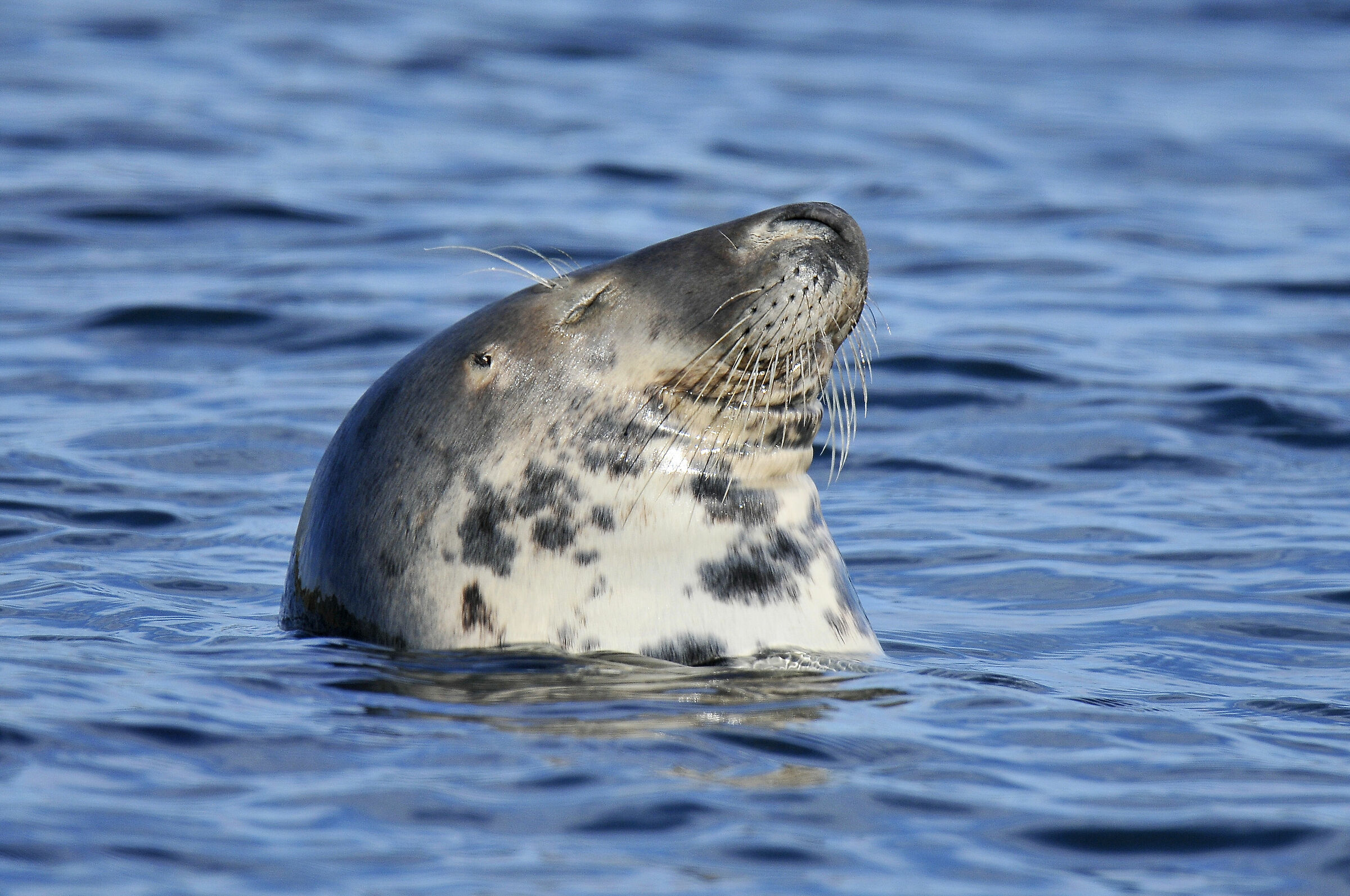 Grey Seal