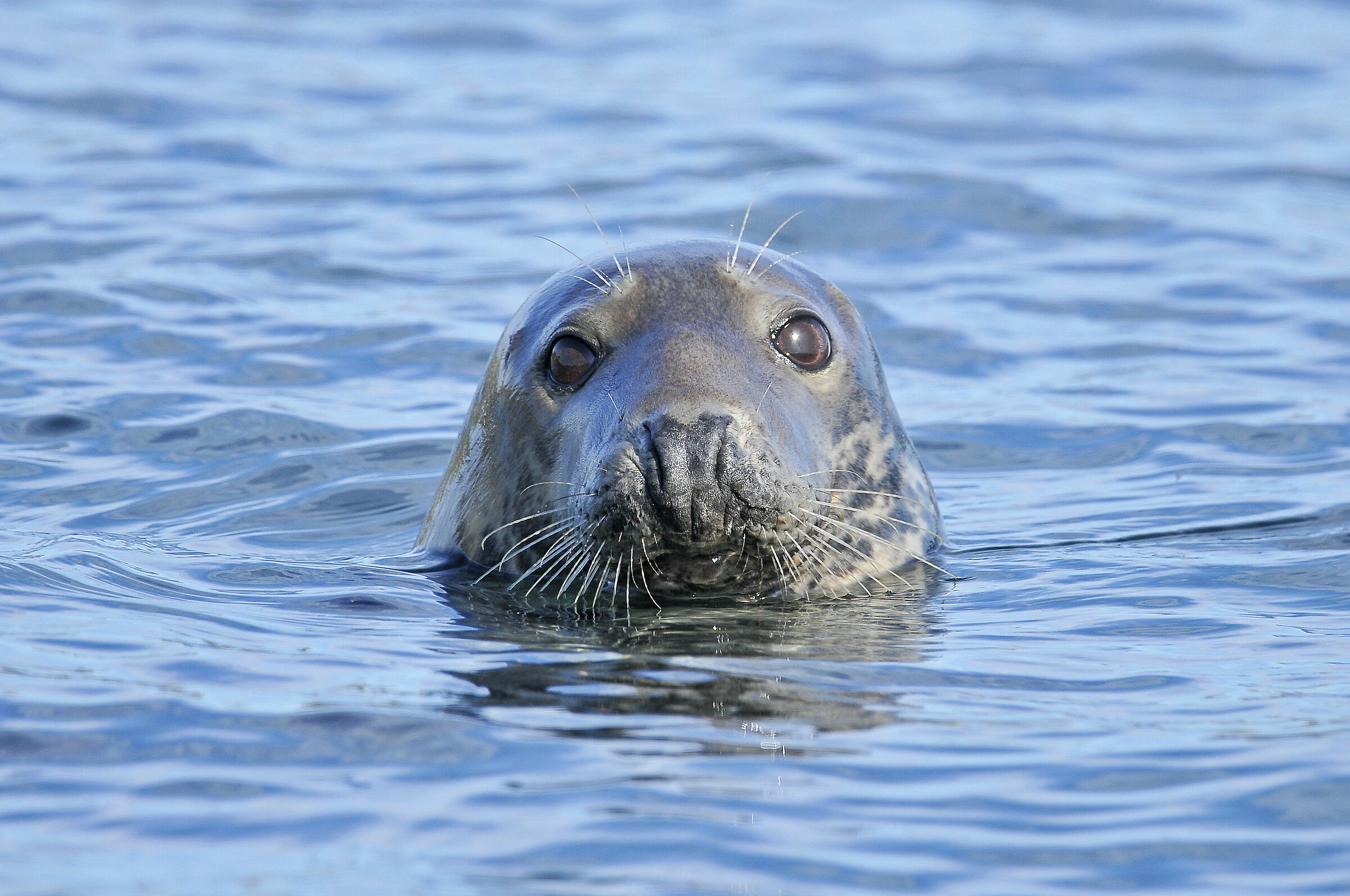 Grey Seal