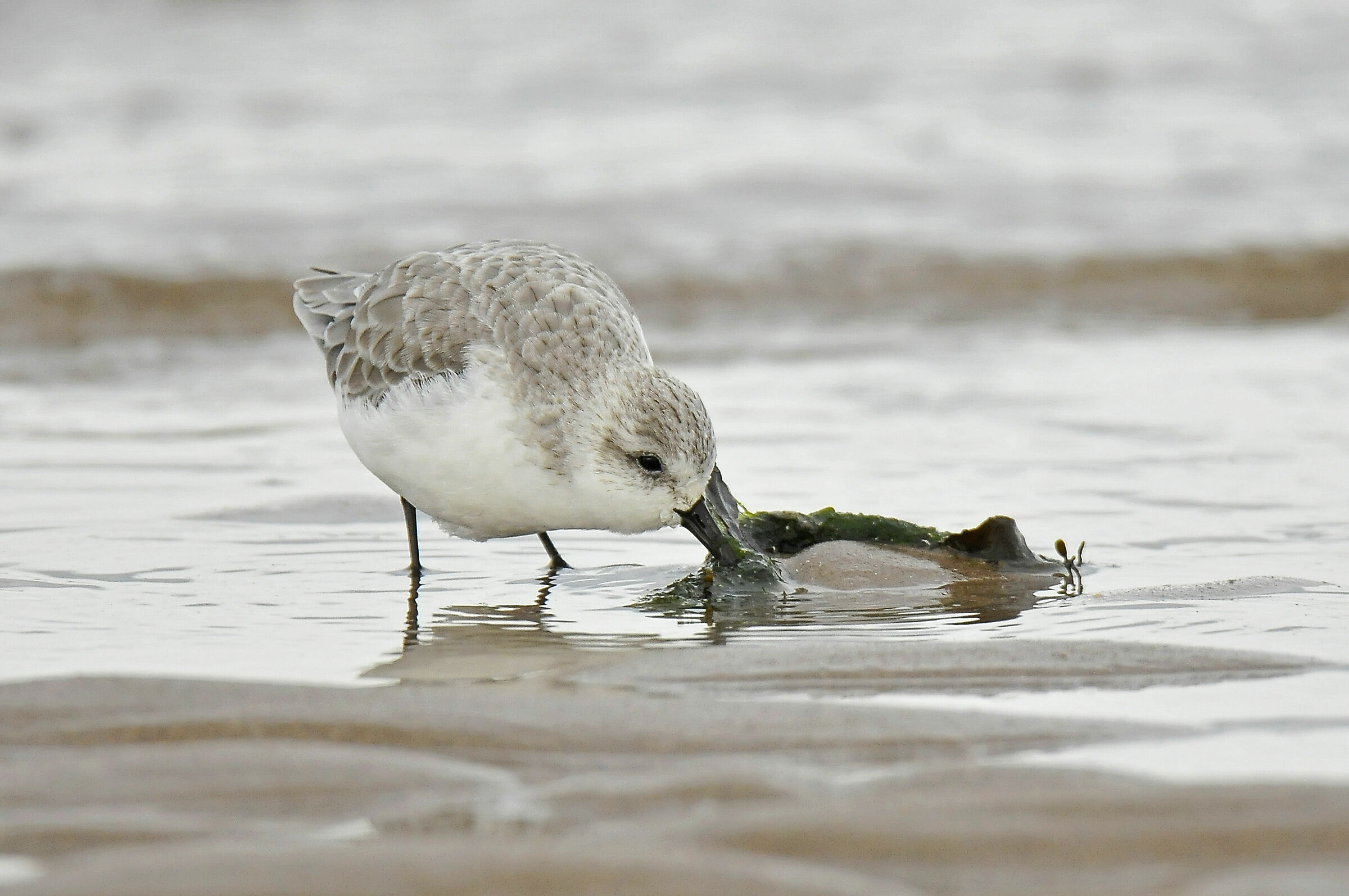 Tridattil Drizzle (Sanderling)
