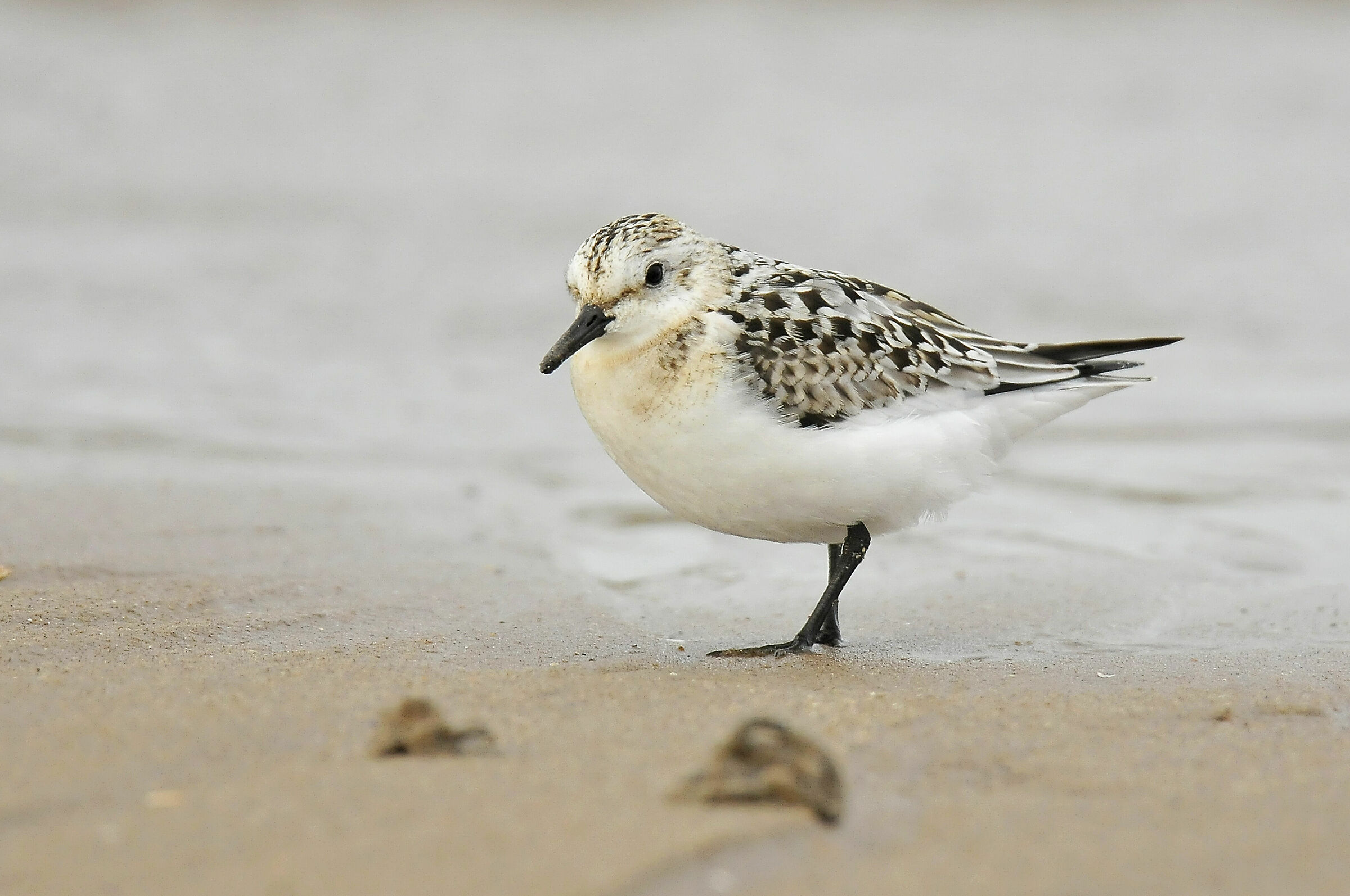 Tridattil Drizzle (Sanderling)