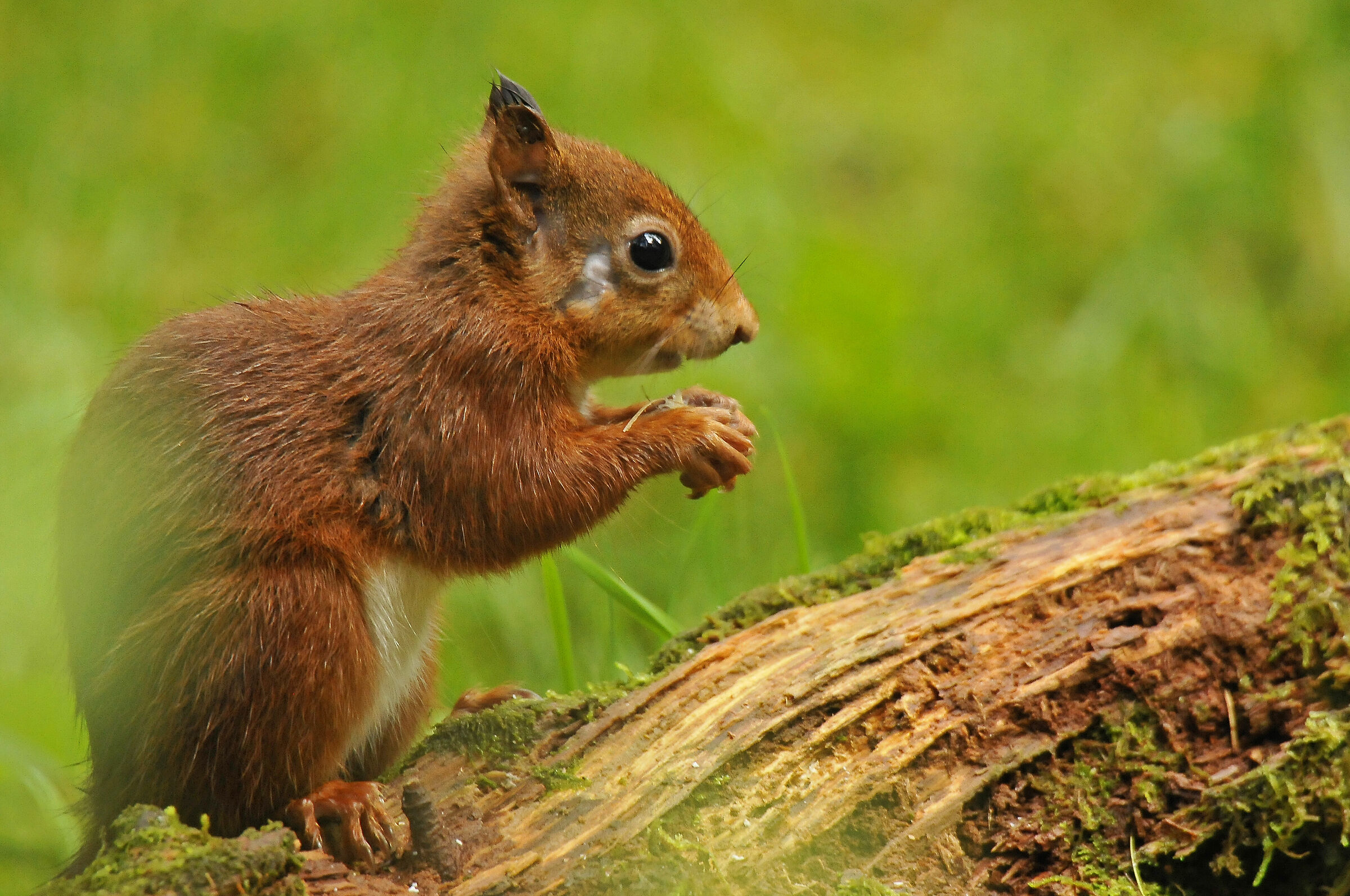 Red squirrel