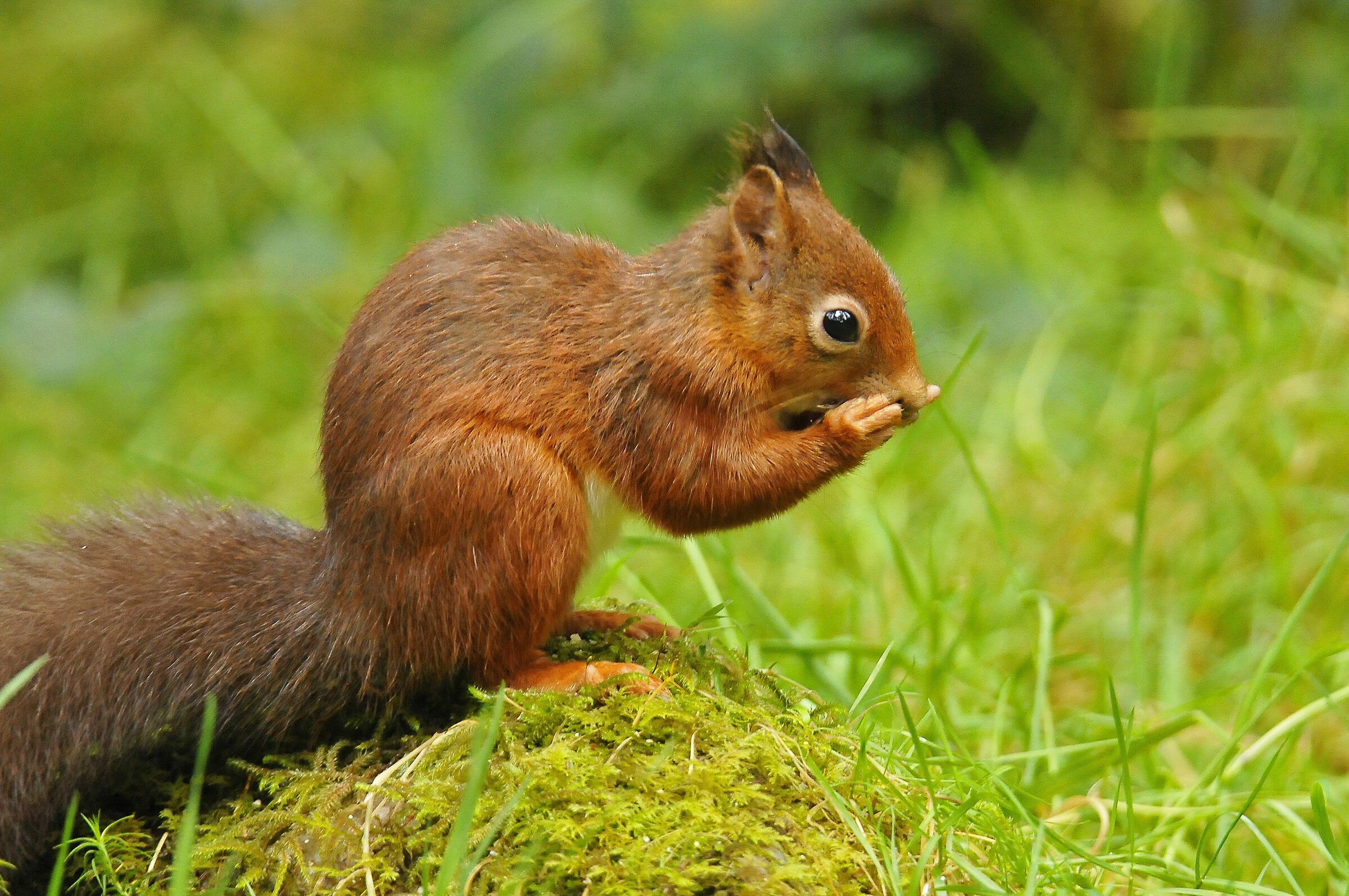 Red squirrel