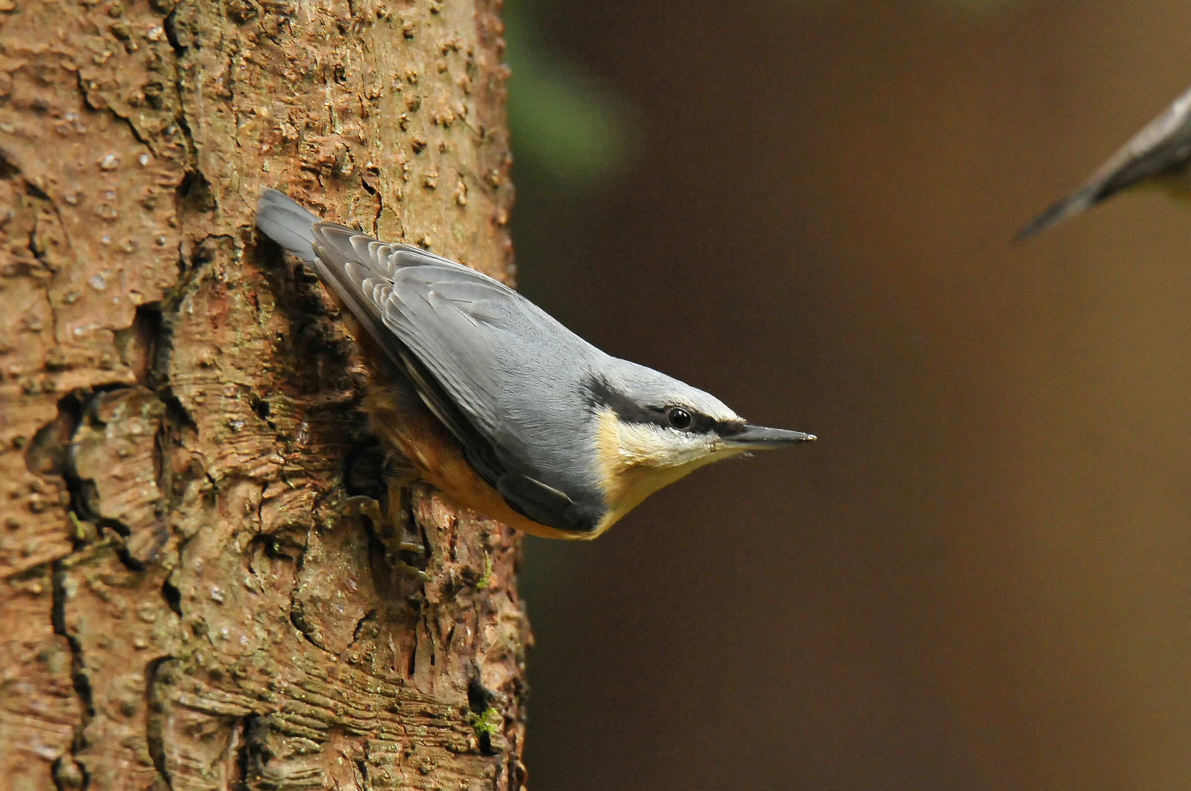 Mason Woodpecker (Nuthatch)