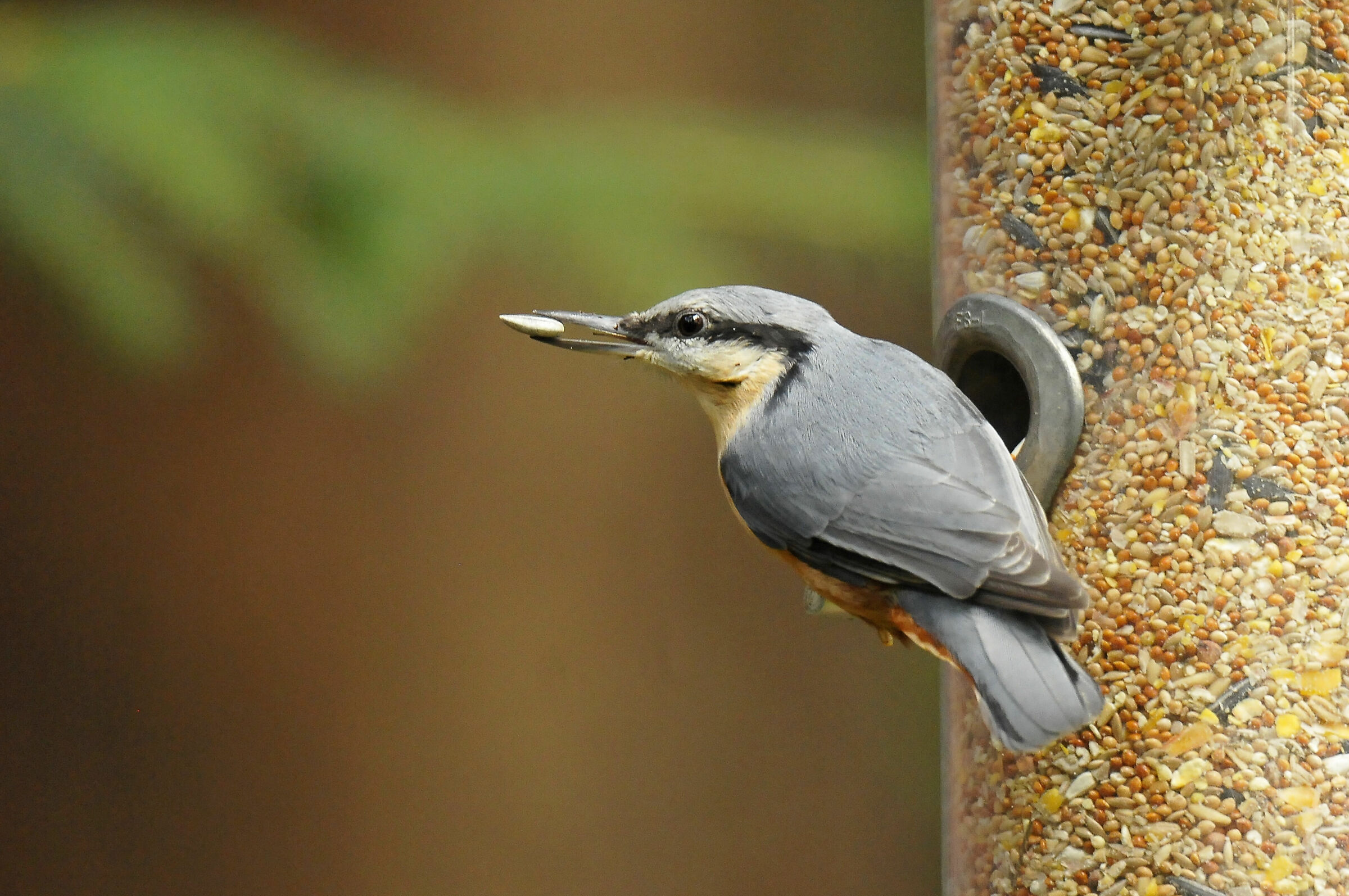 Mason Woodpecker (Nuthatch)