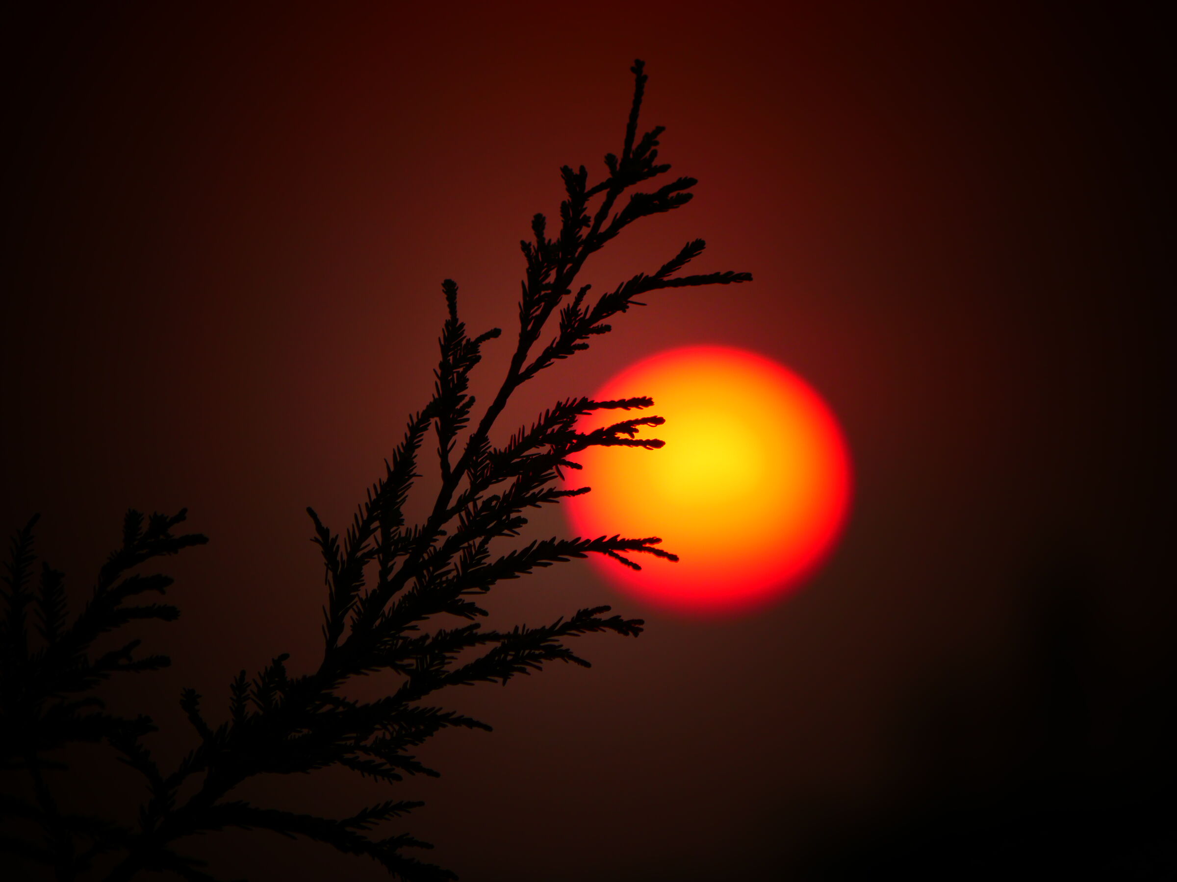 Toccare il sole con un ramo