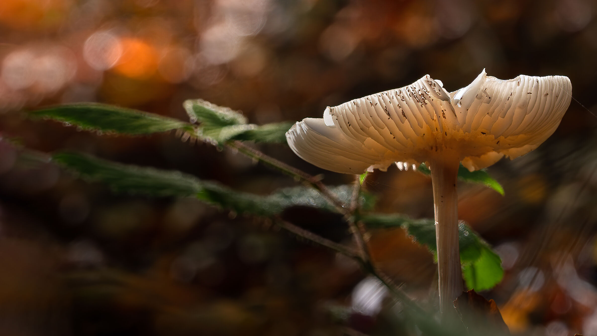Mushroom