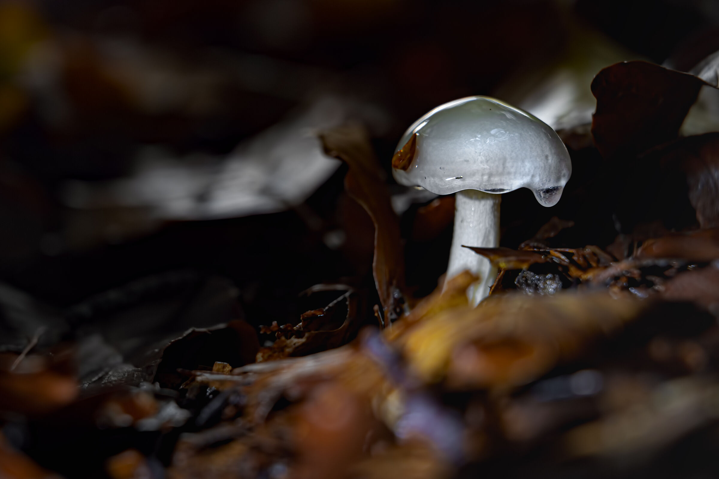 Mushroom