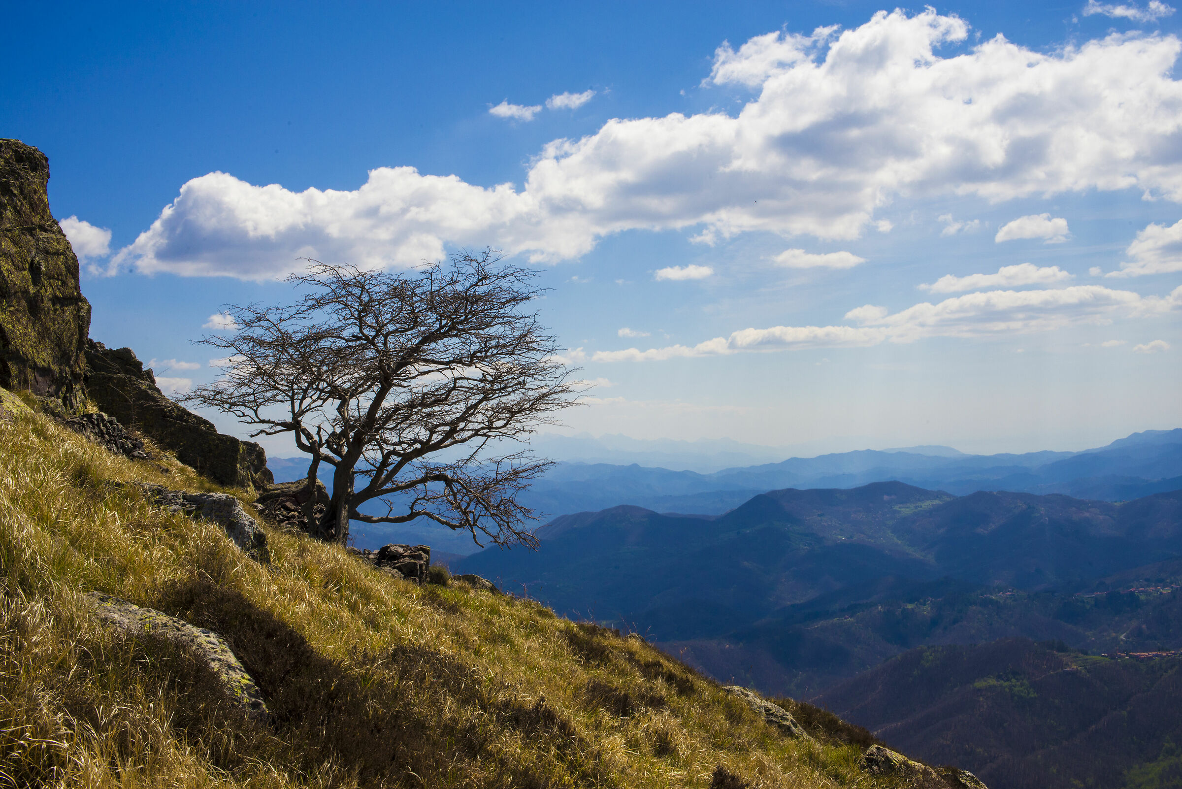 Lonely tree on Monte Porcile
