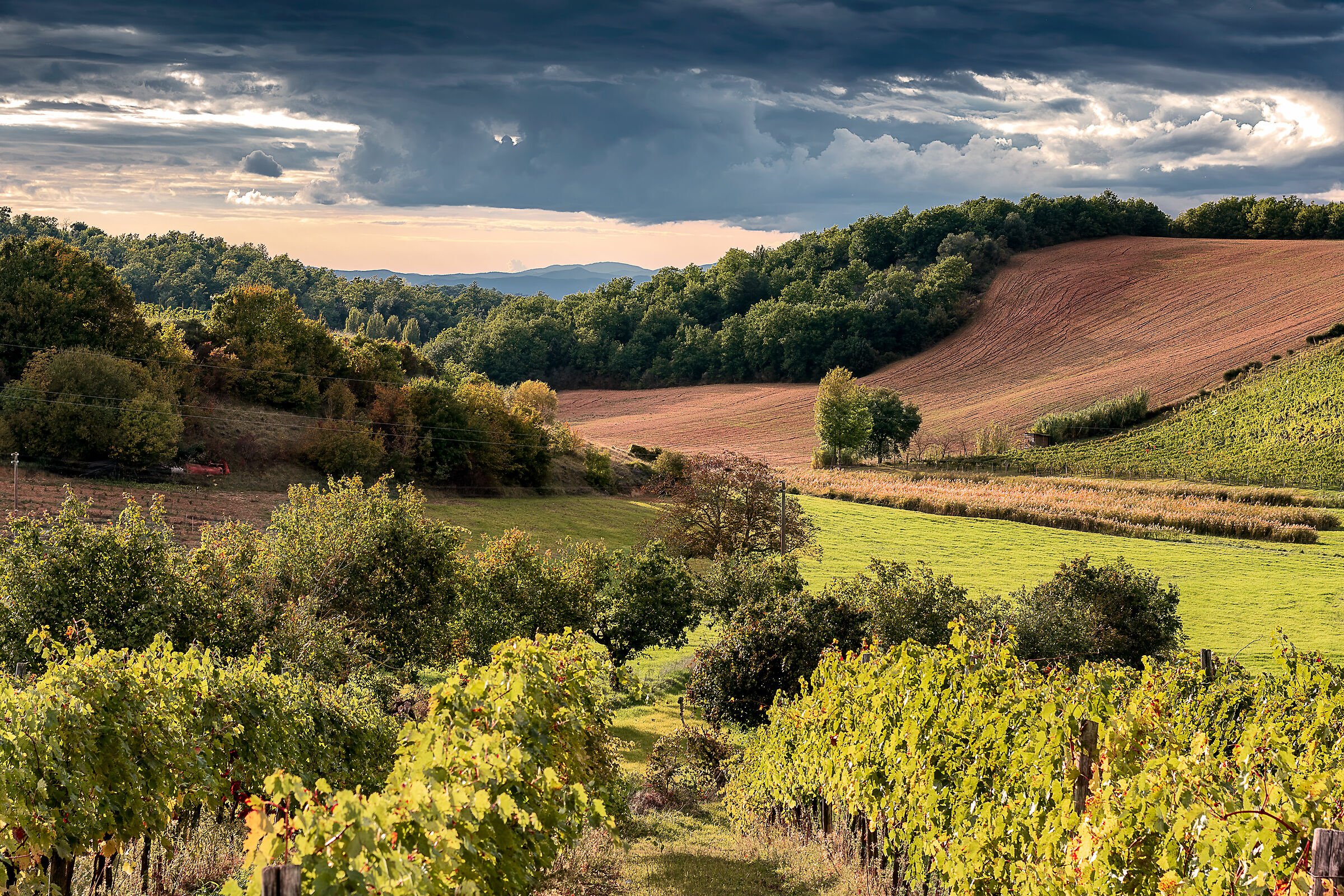 paesaggio toscano(siena)