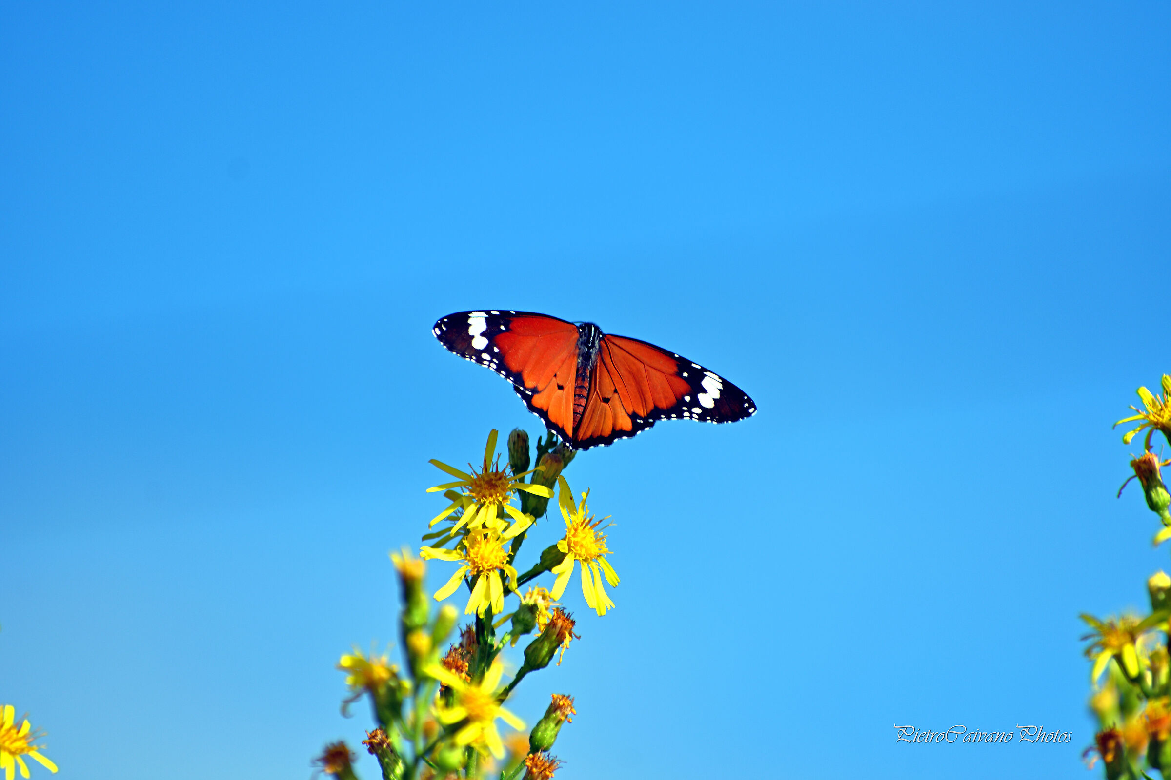 Danaus chrysippus (Monarca africano)