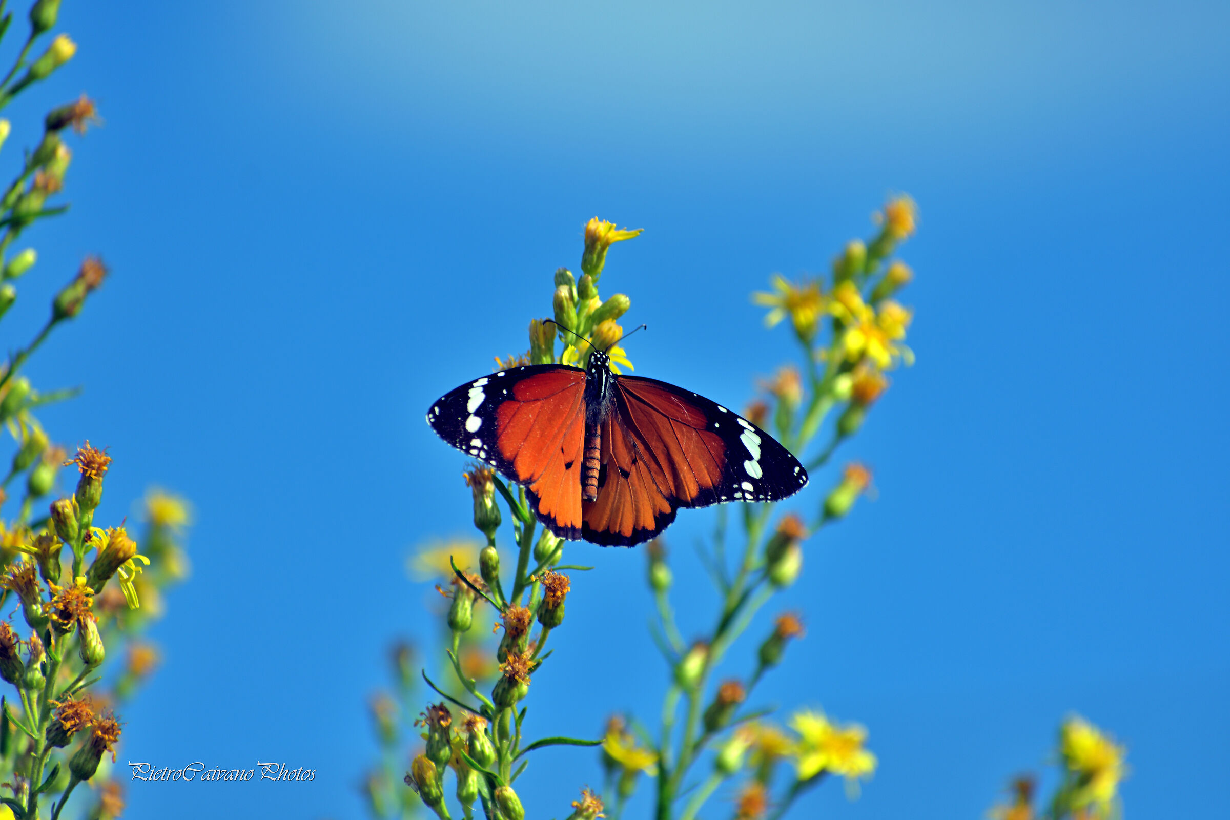 Danaus chrysippus (Monarca africano)