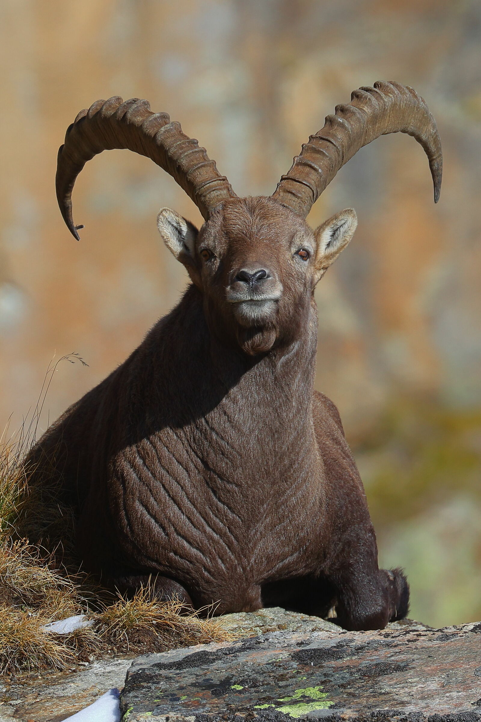 Stambecco ottobre 2020