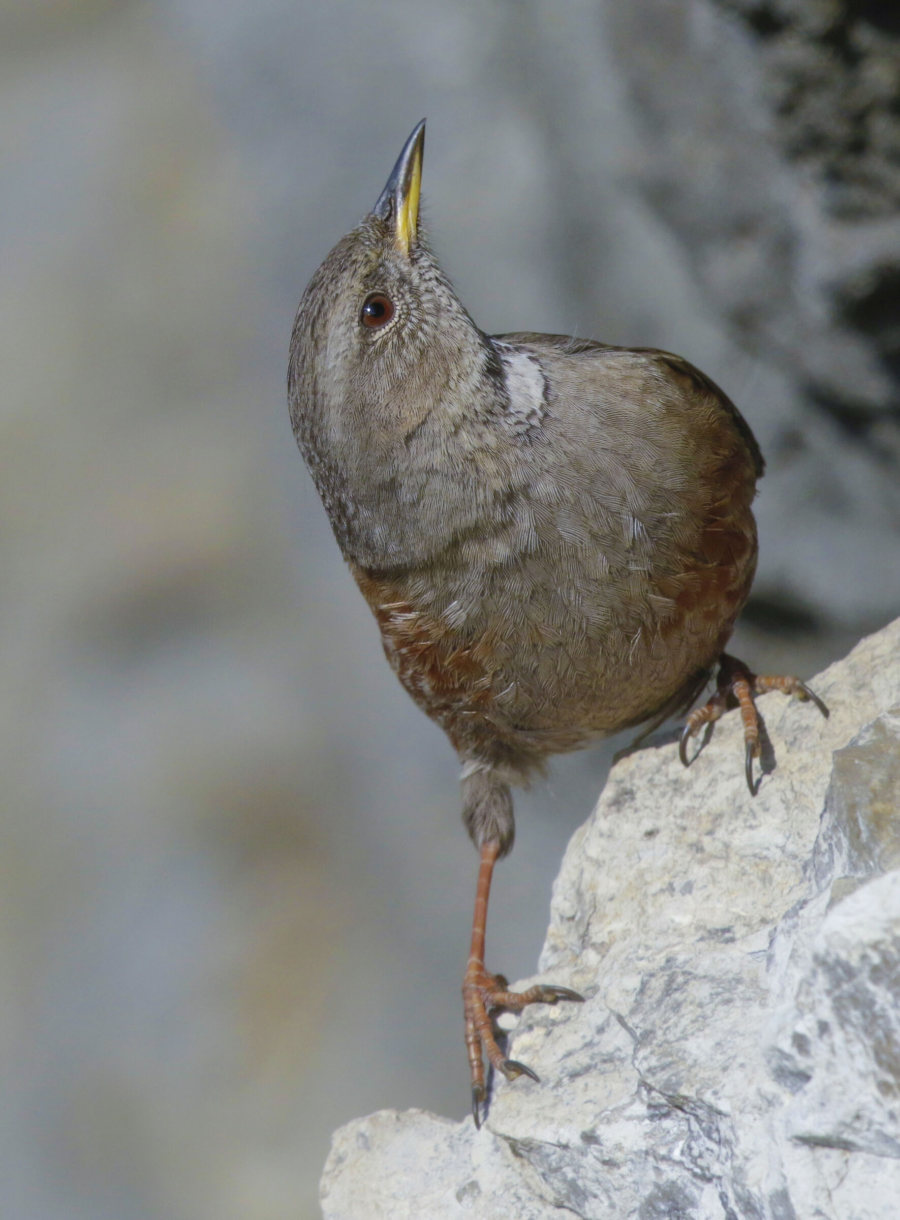alpinismo puro, sordone