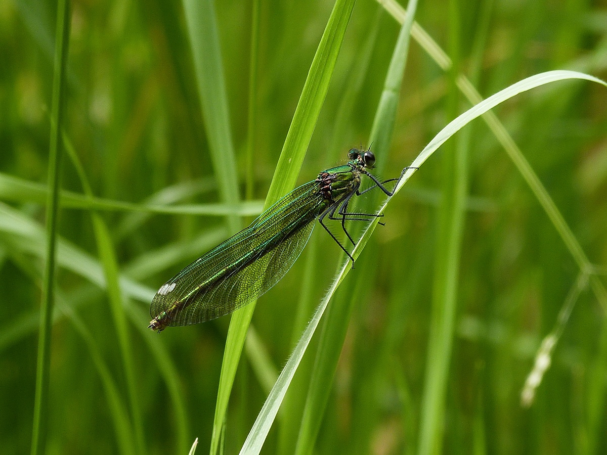 Libellula