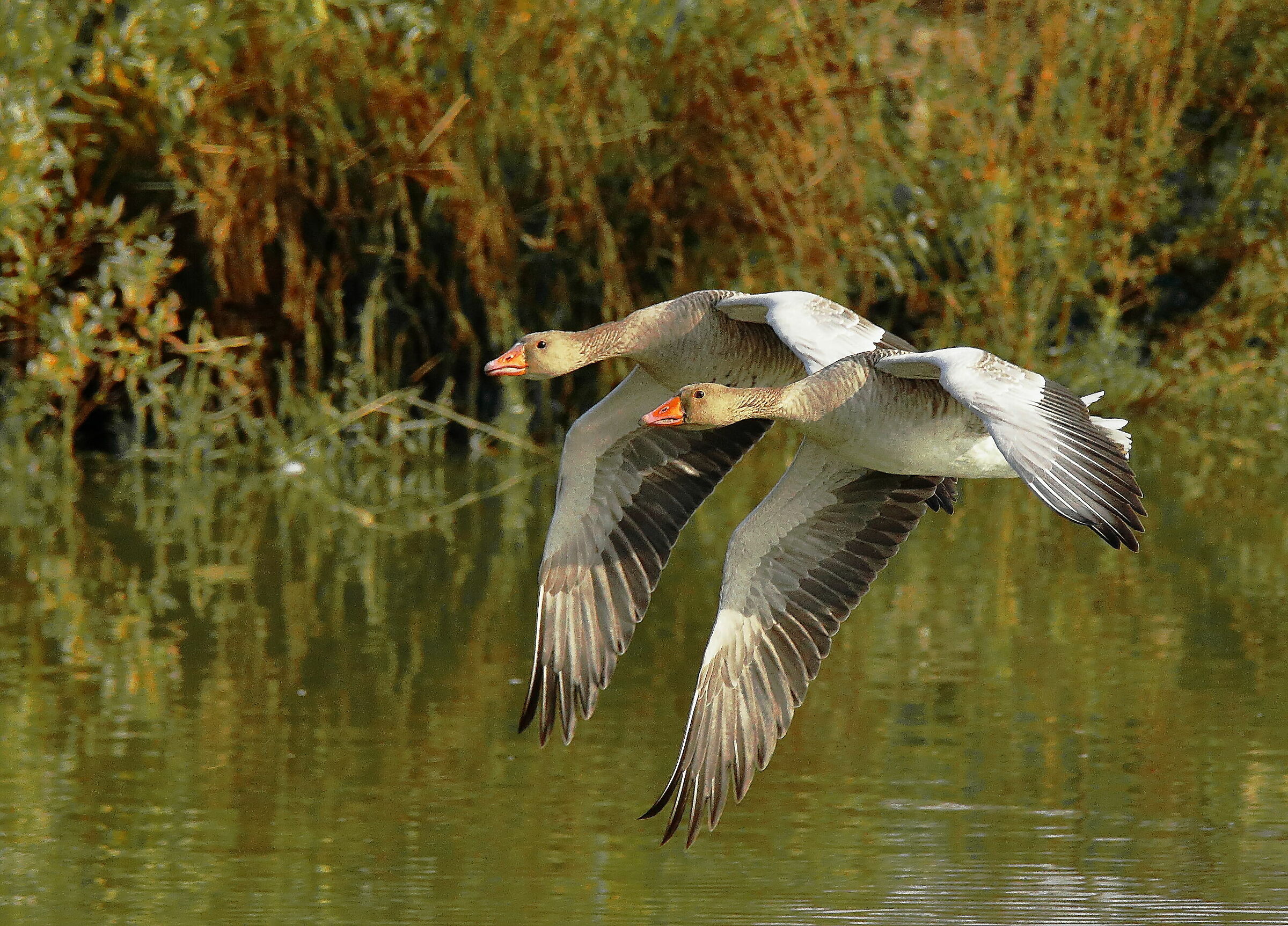 ...volo sincronizzato...