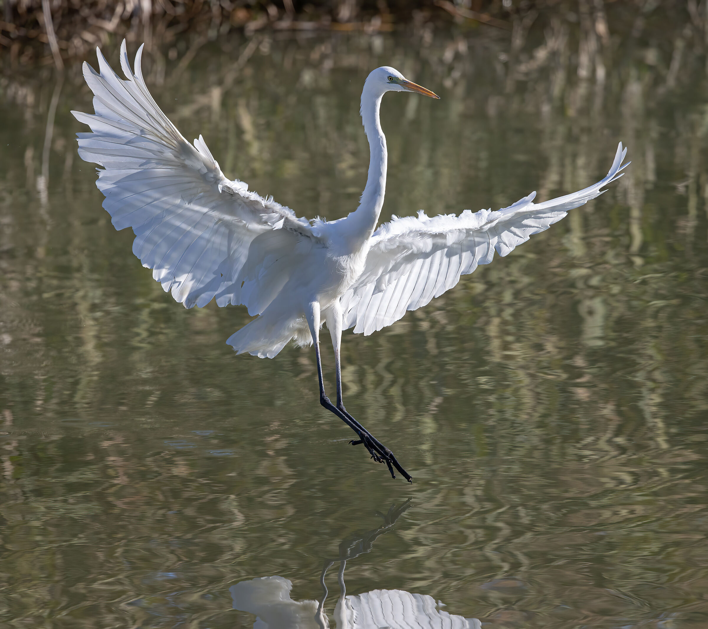 Airone bianco maggiore (Ardea alba)