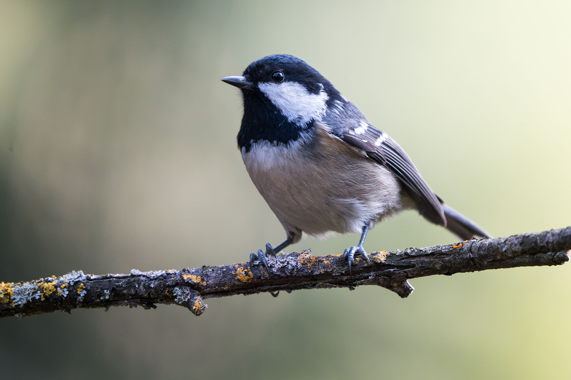 Tetta di carbone (Periparus ater)