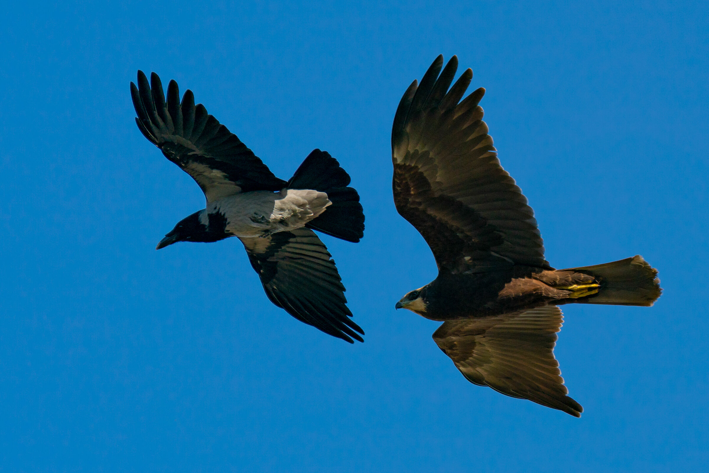 Falco di palude e Cornacchia grigia