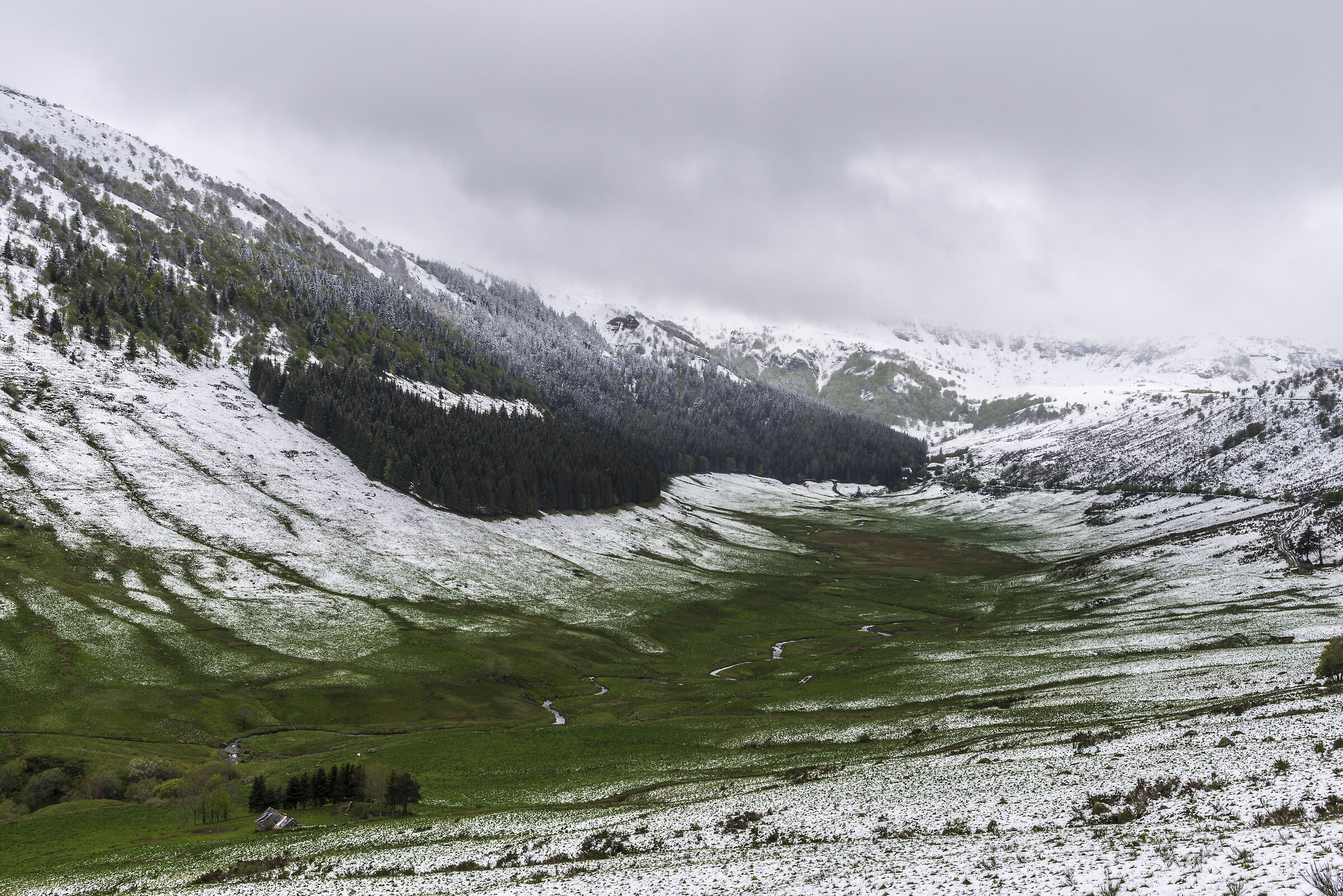 Wild Cantal... at the end of May!