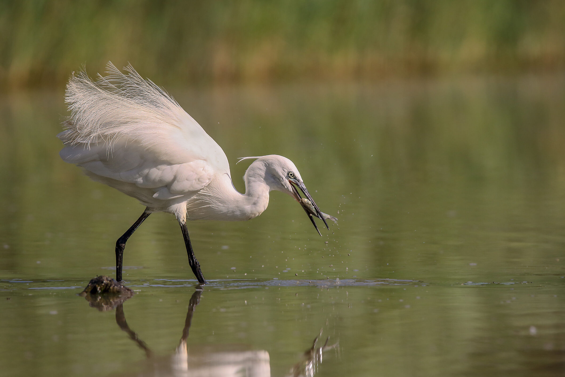 Egretta garzetta