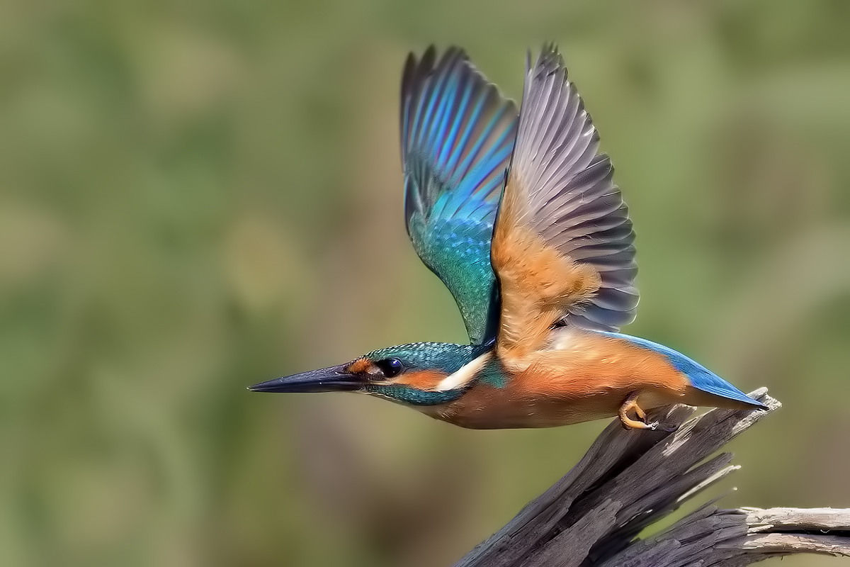 Alcedo in flight