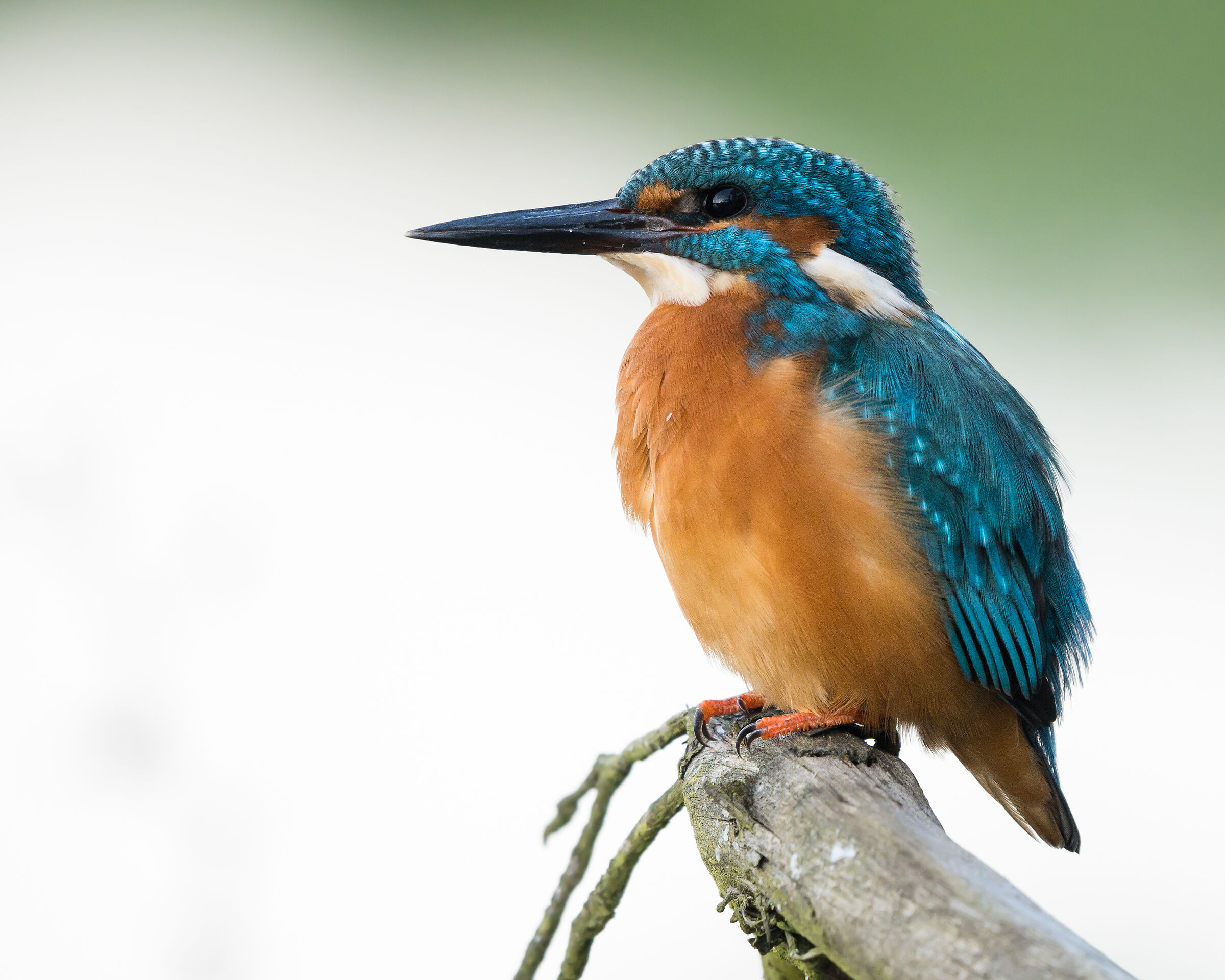 Common kingfisher (Alcedo atthis)
