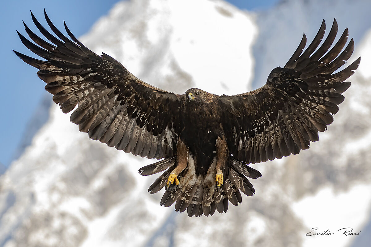 golden eagle -Italian Alps-