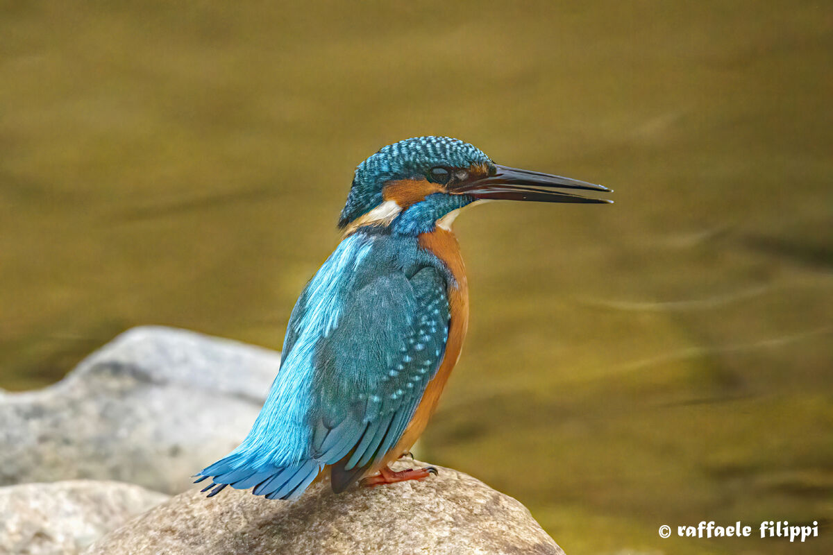 Martin pescatore, simpatico incontro di oggi - Biellese