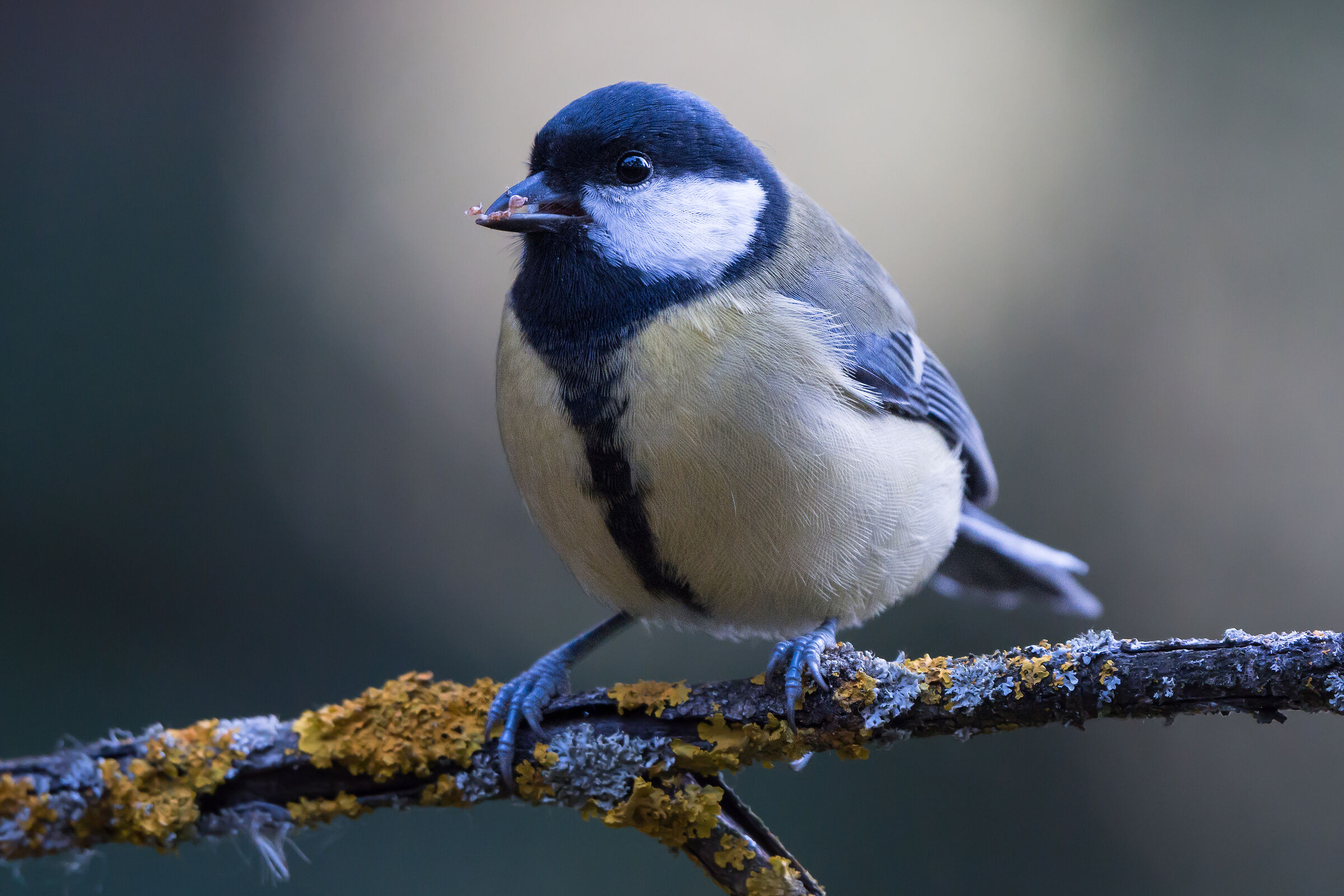 Grande tetta (Parus maggiore)