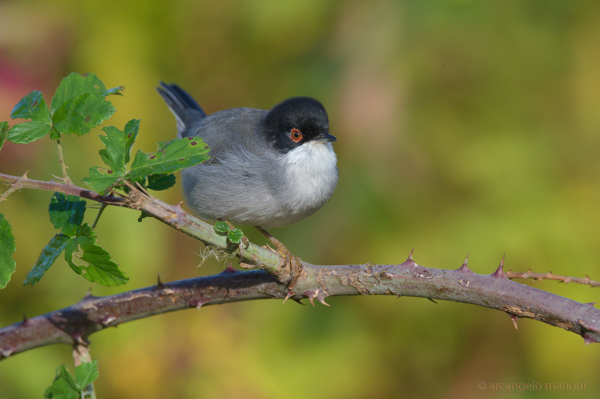 Here's the cooked eye!