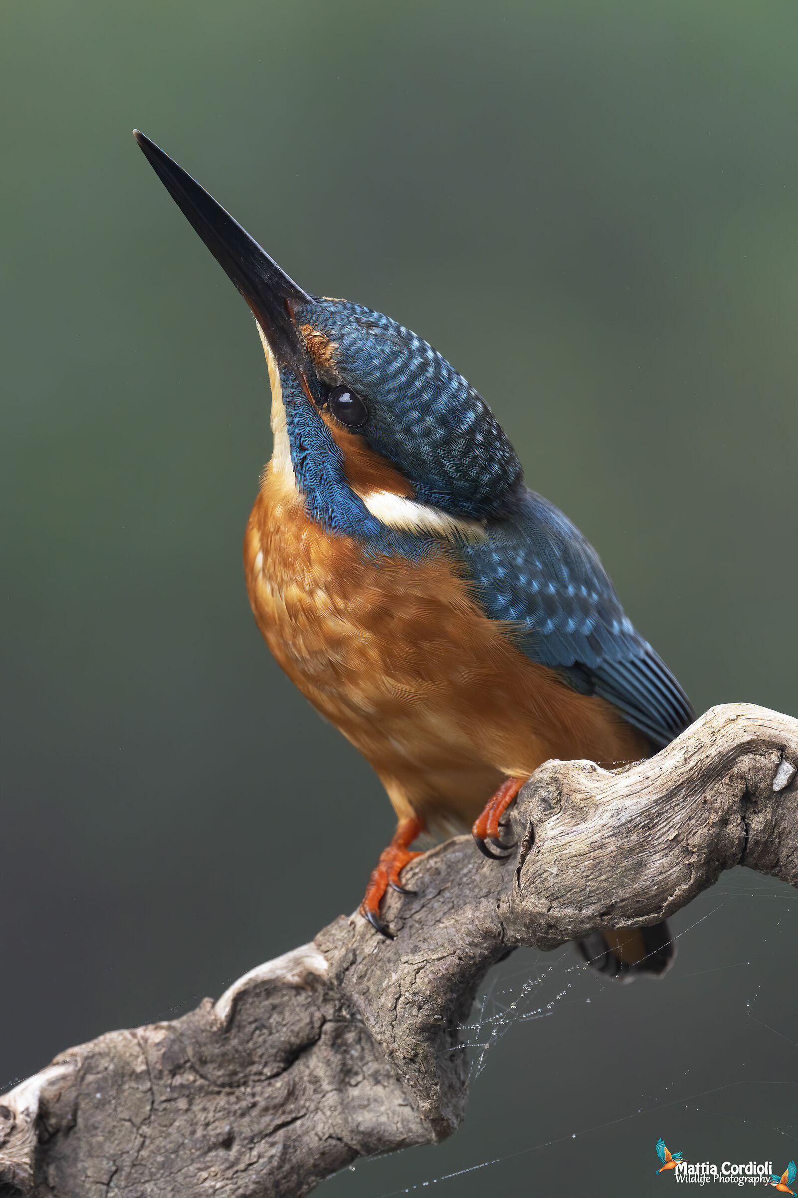 Kingfisher