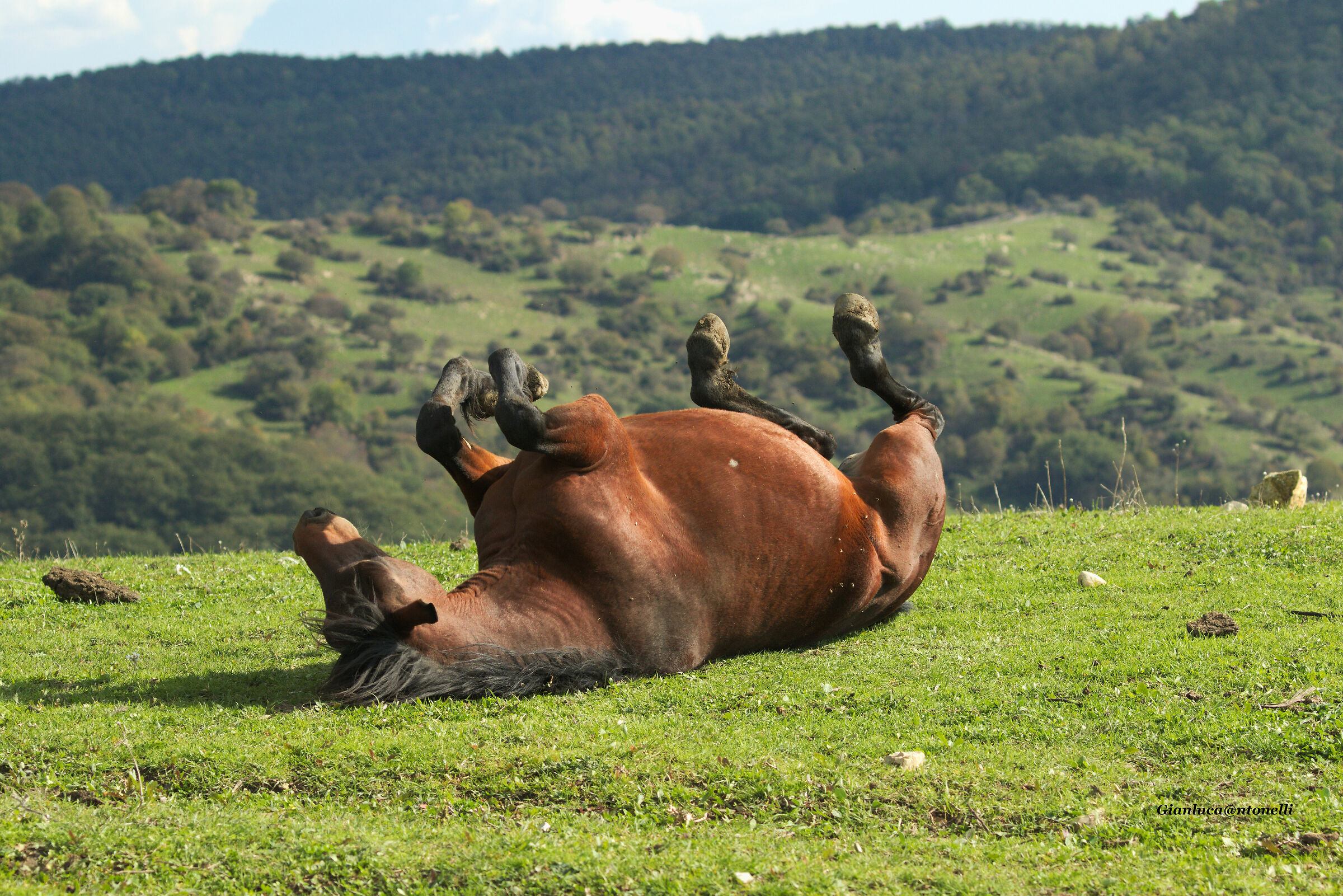 Horse
