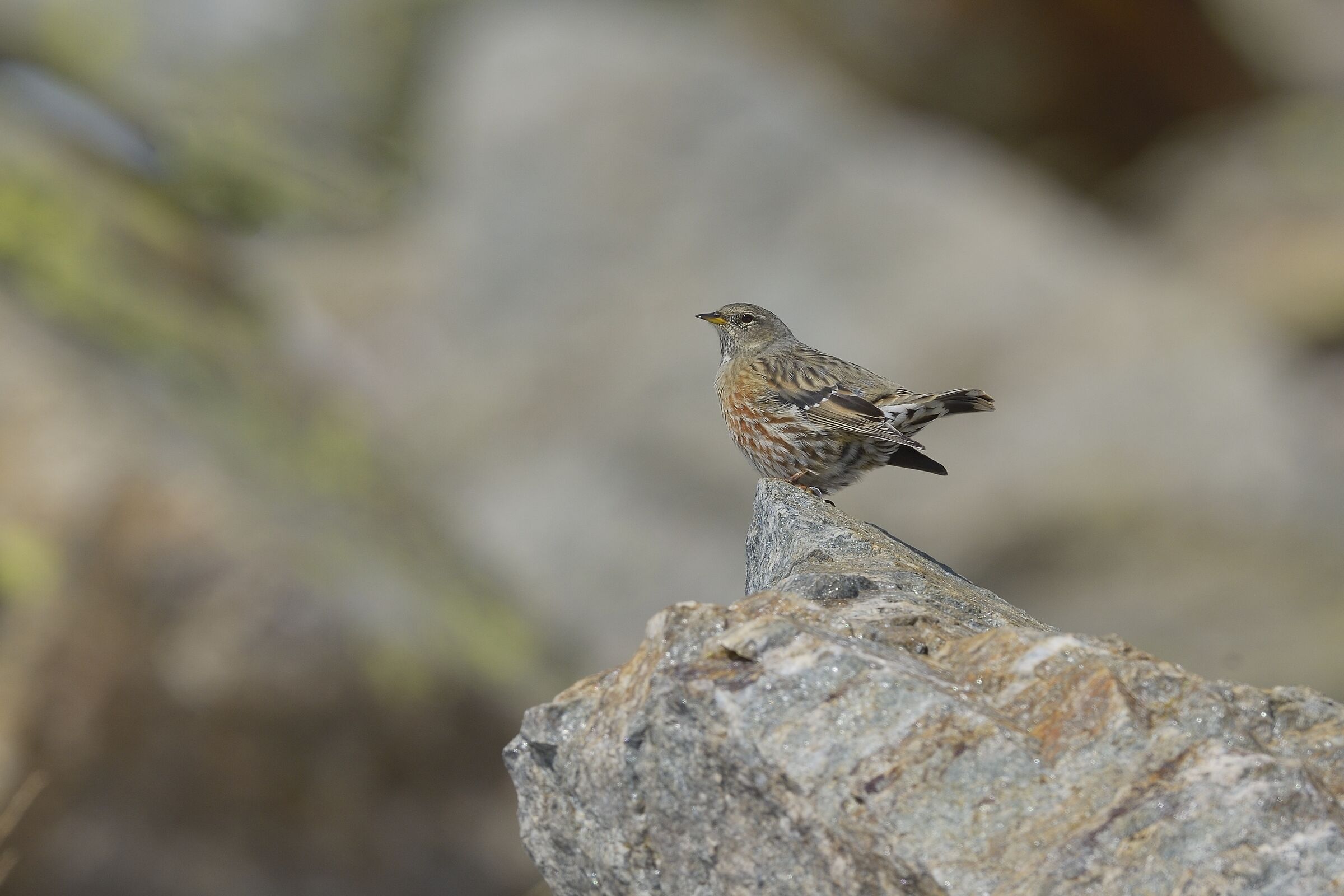 Sordone (Prunella collaris)