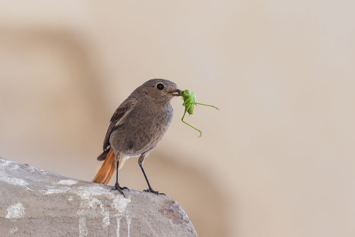 Codirosso spazzacamino femmina con imbeccata ...
