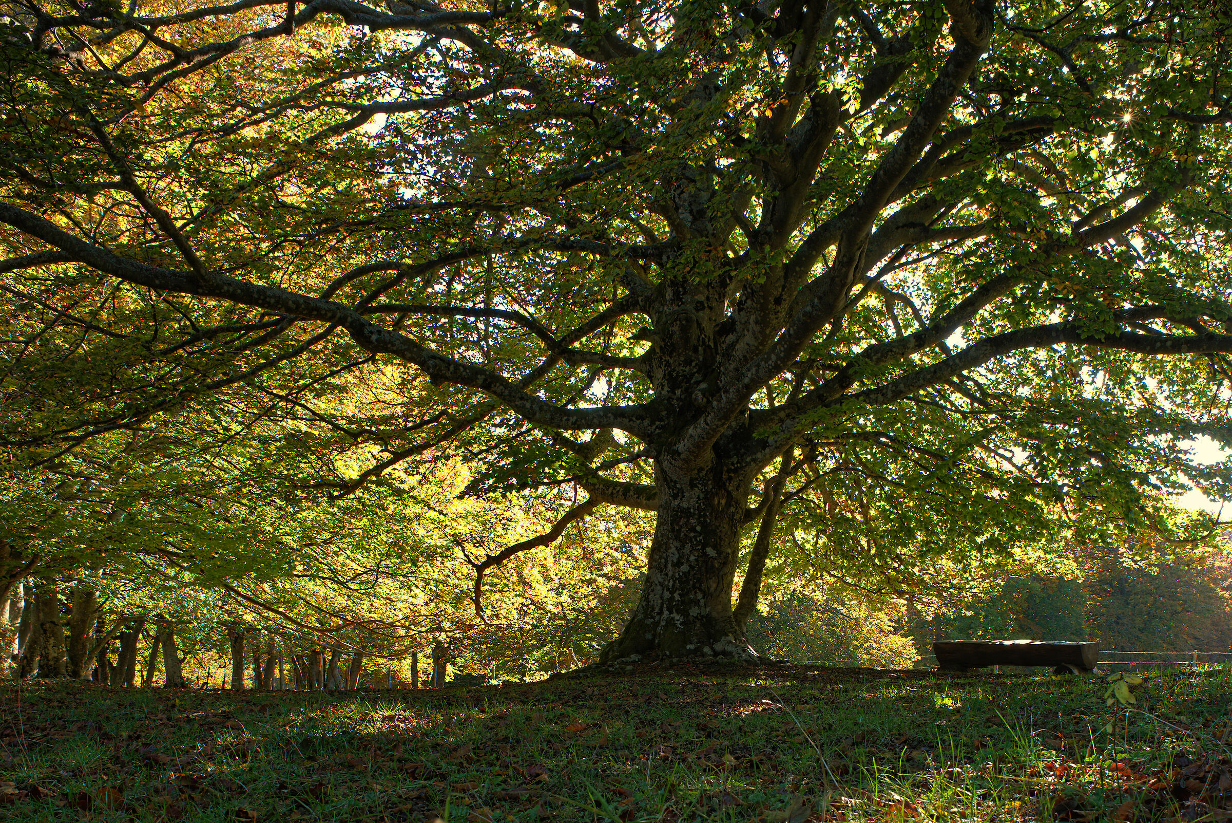 Beech Fairy of Canfaito